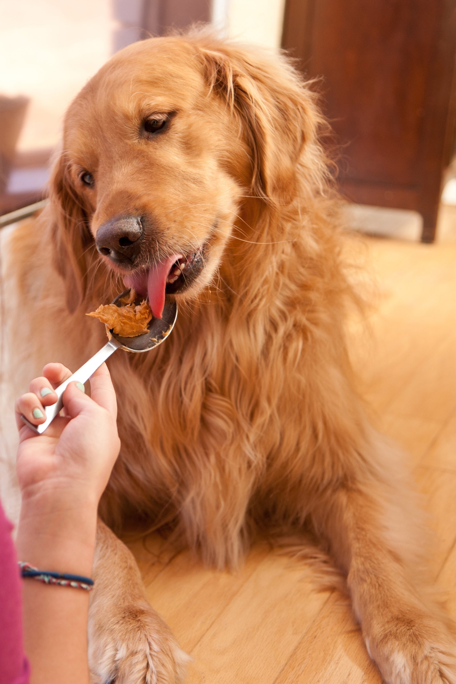 golden retriever mogyoróvaj