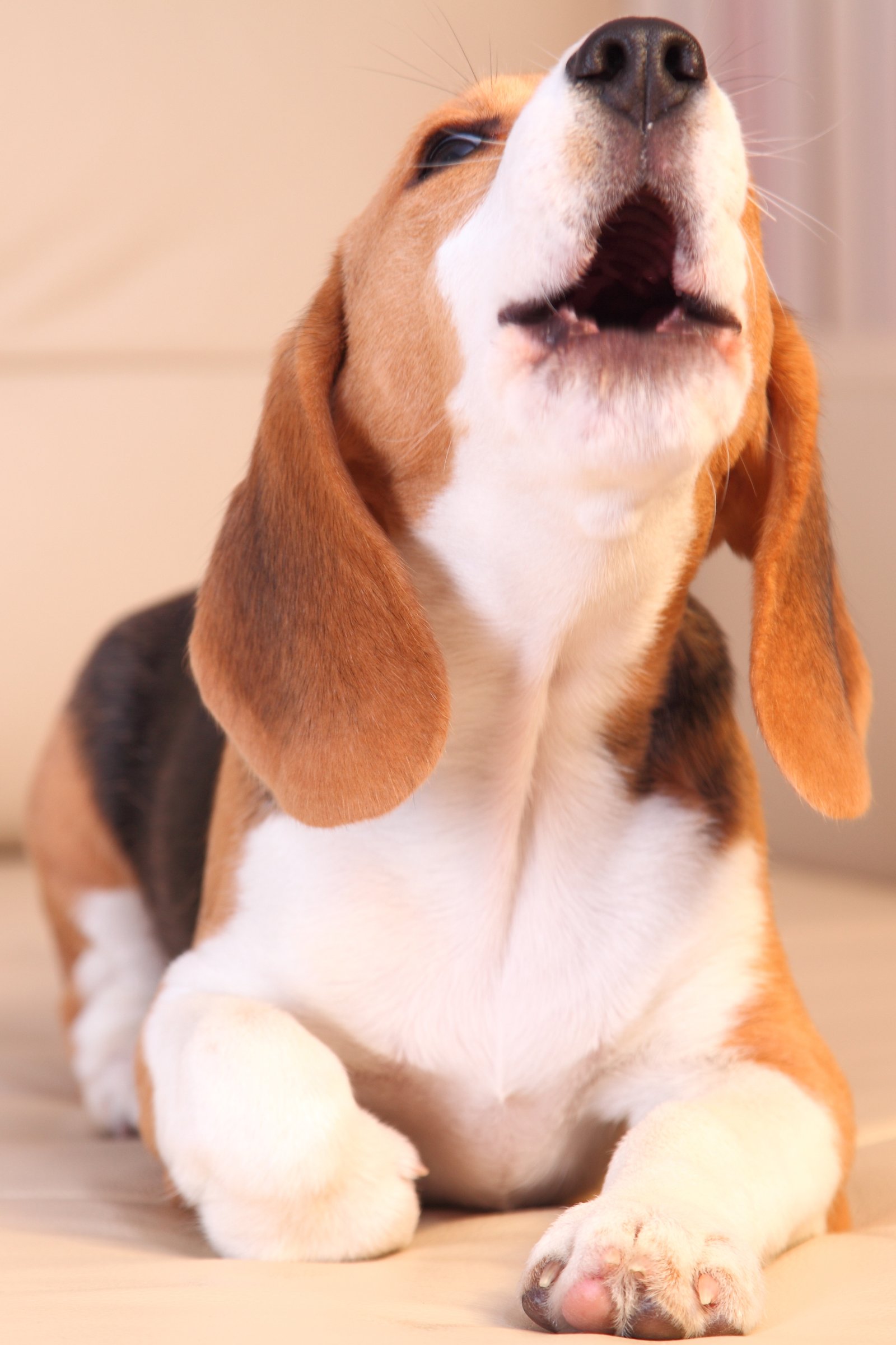 beagle vonyít