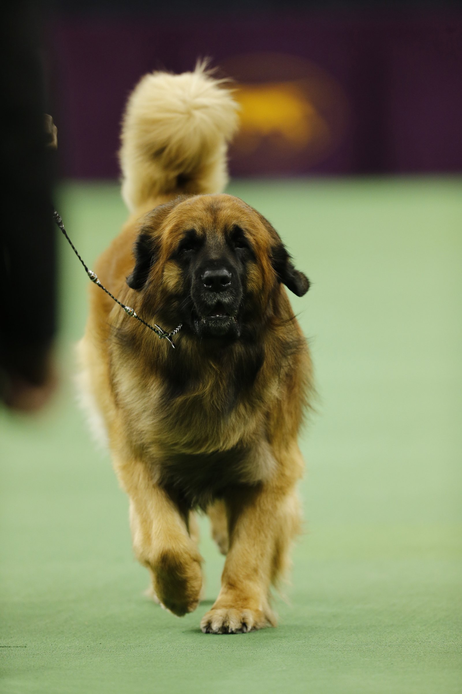 leonbergi dog show