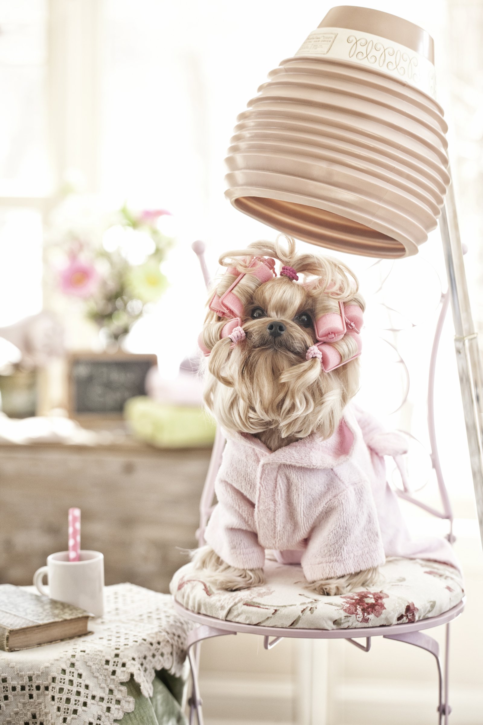 Yorkshire Terrier szalon
