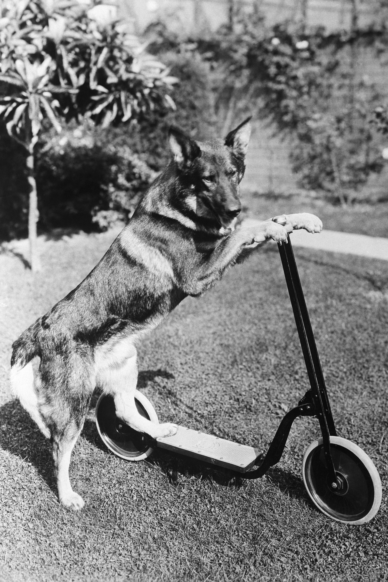 Rin-Tin-Tin roller