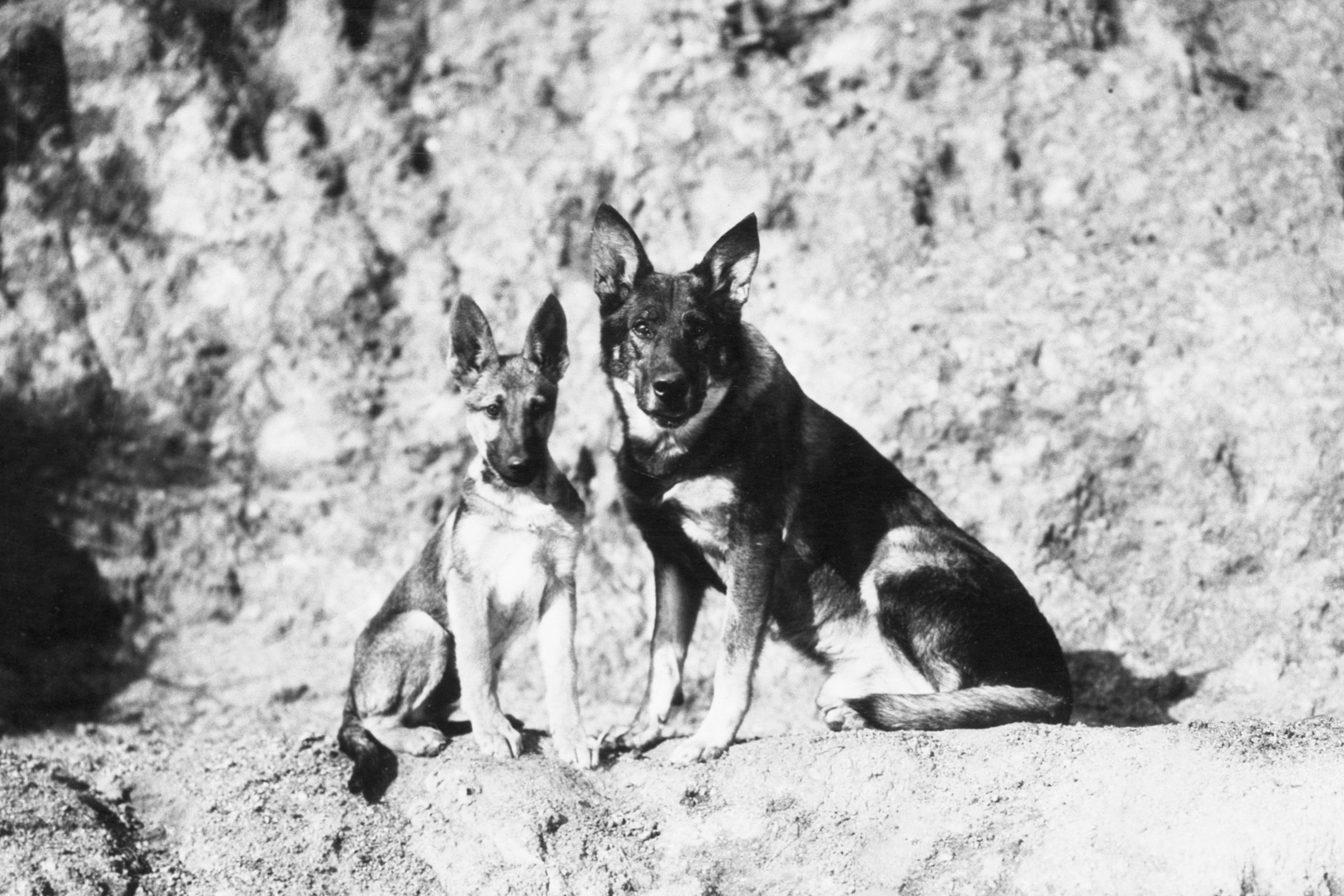 Rin Tin Tin fiával, Rin Tin Tin Juniorral.