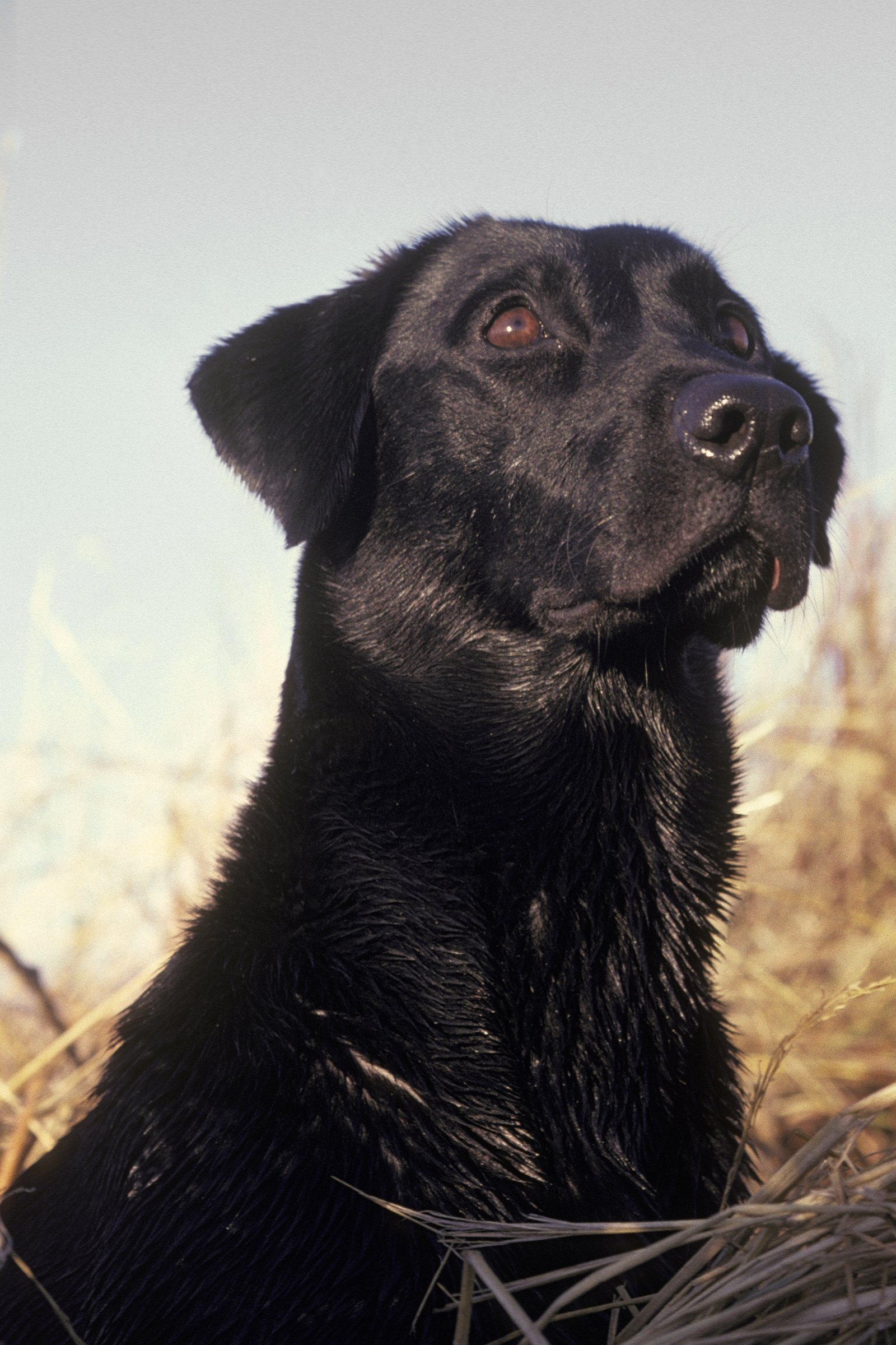 fekete labrador 2