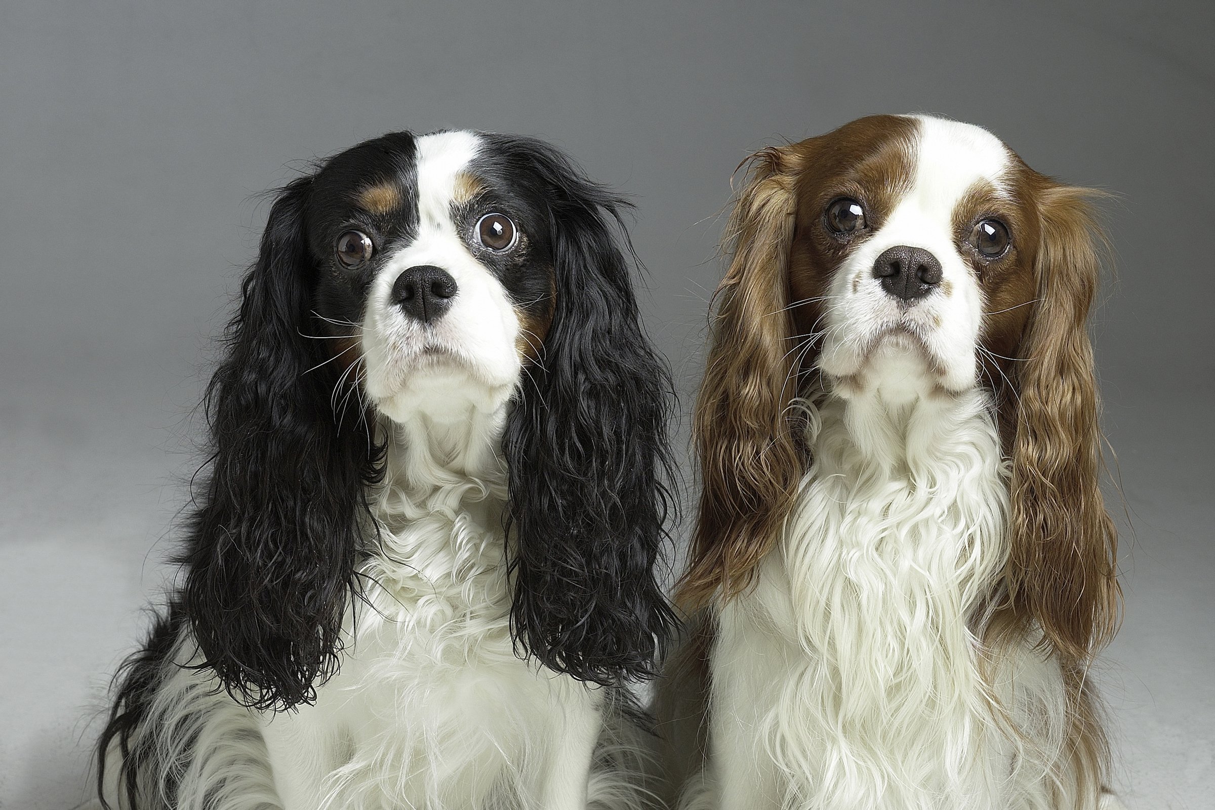 Cavalier King Charles Spaniel pár kan szuka