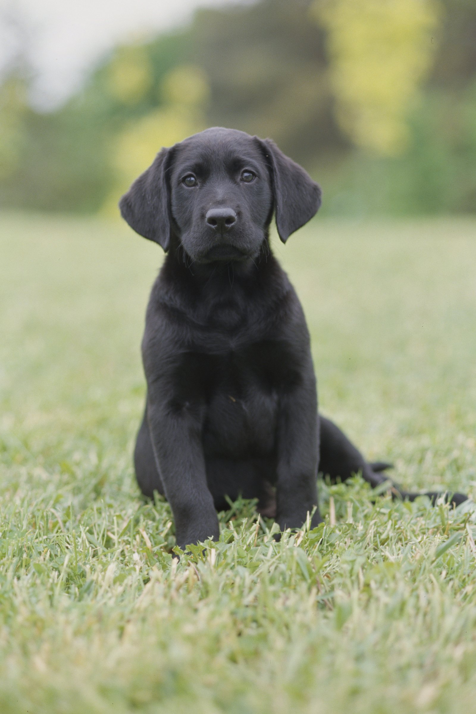 fekete labrador kölyök