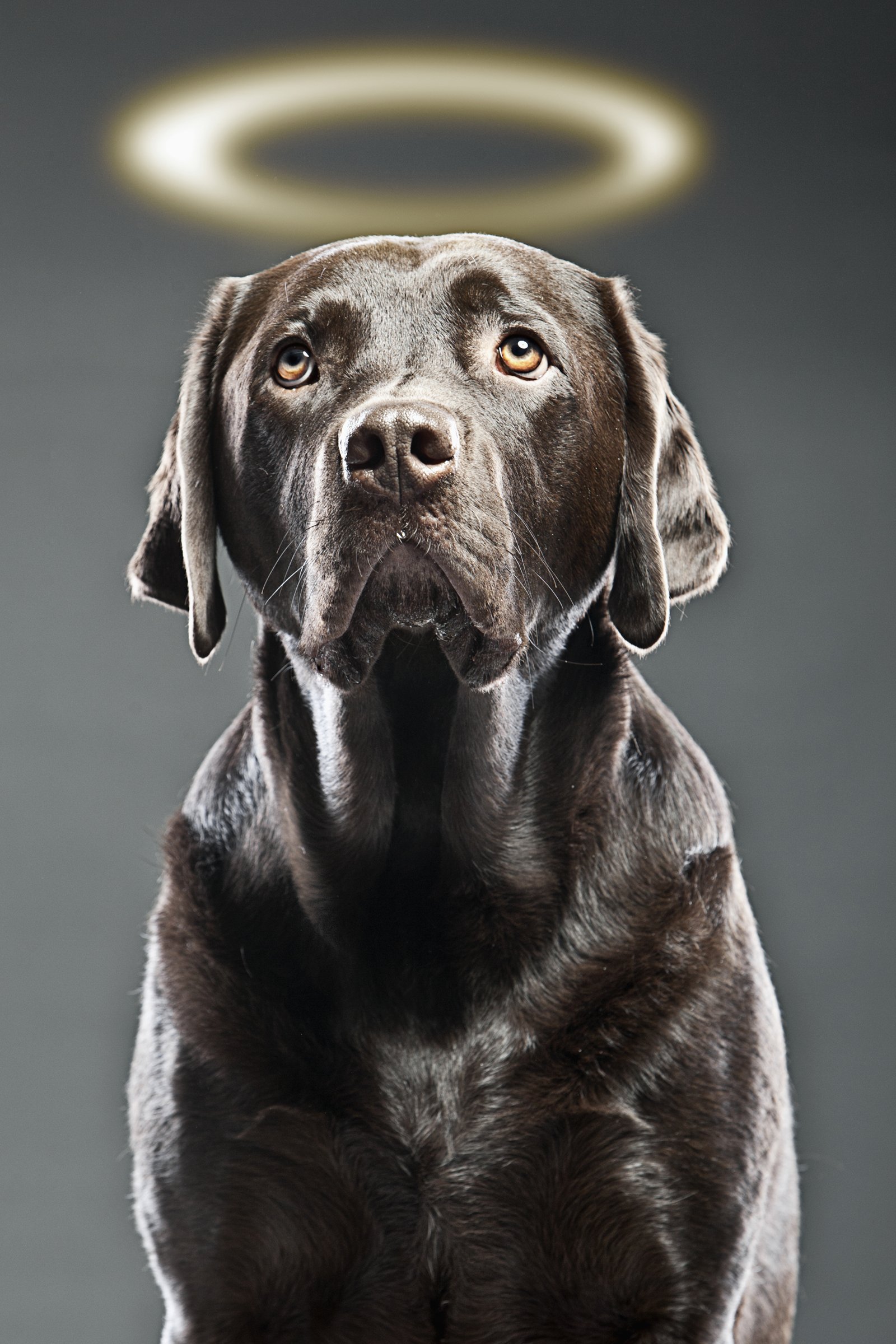 labrador glória