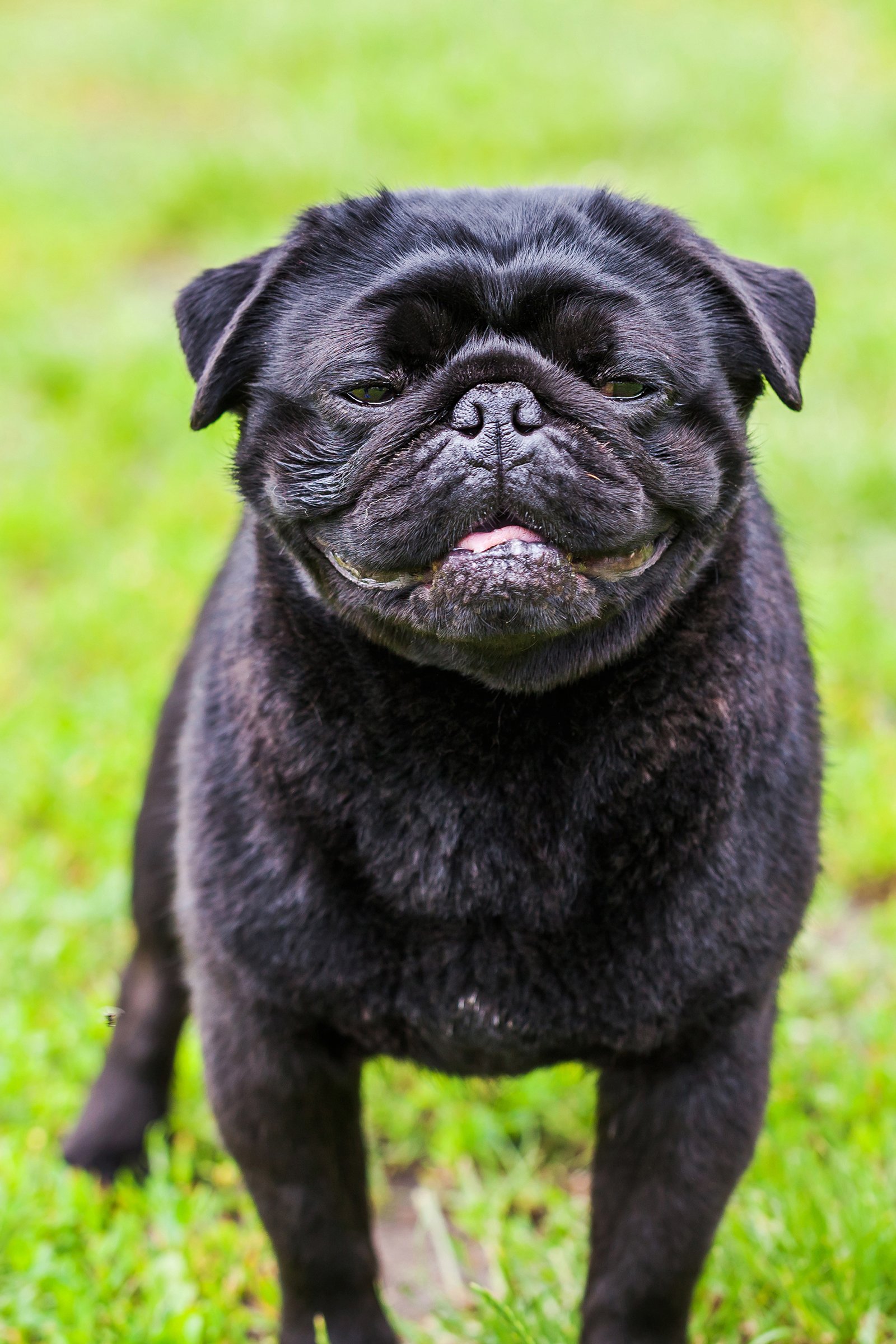 fekete mopsz