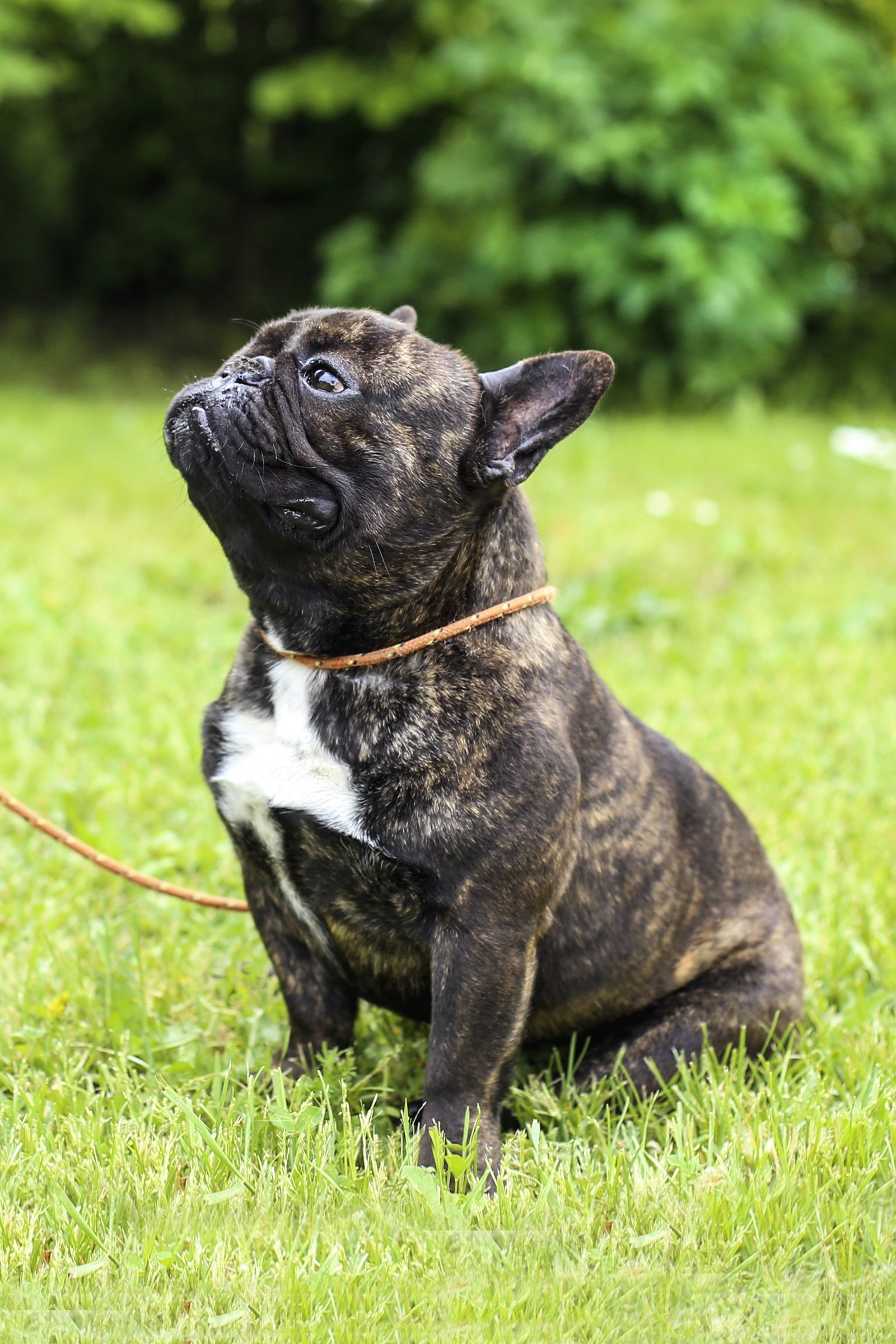 francia bulldog ül