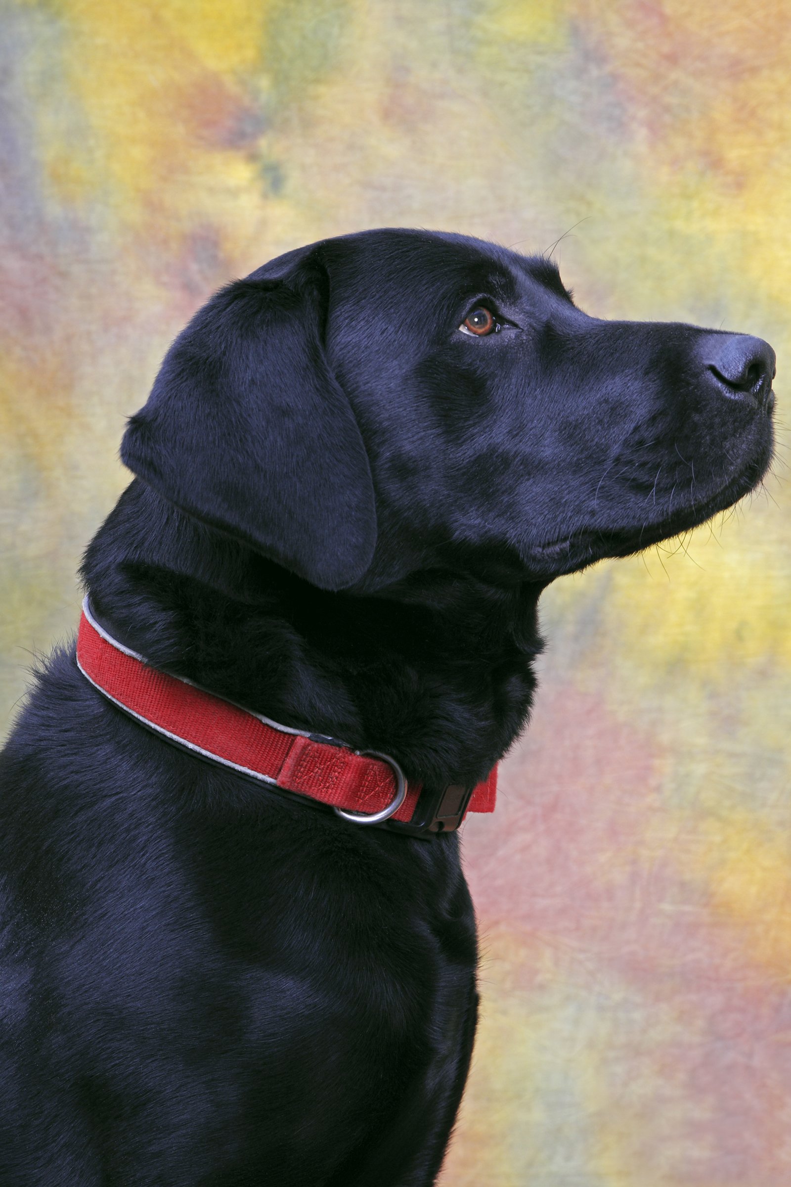 fekete labrador portré