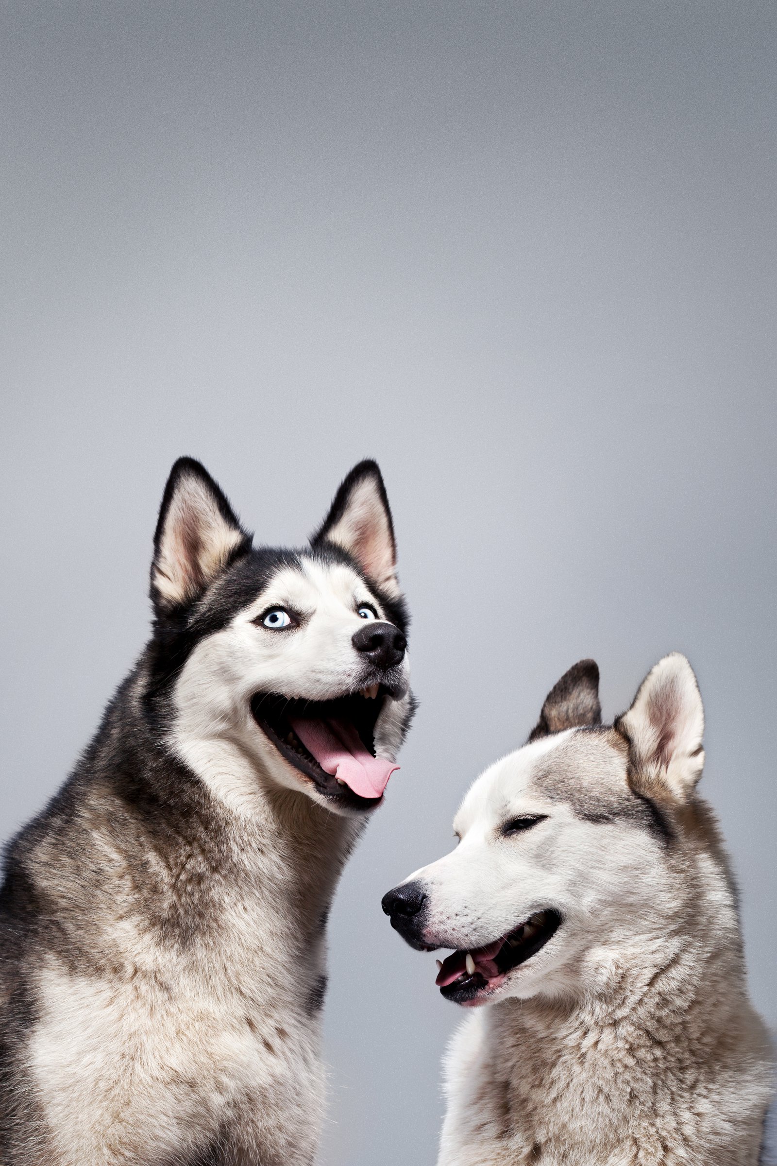 vidám husky nevet pár két kutya szerelmes