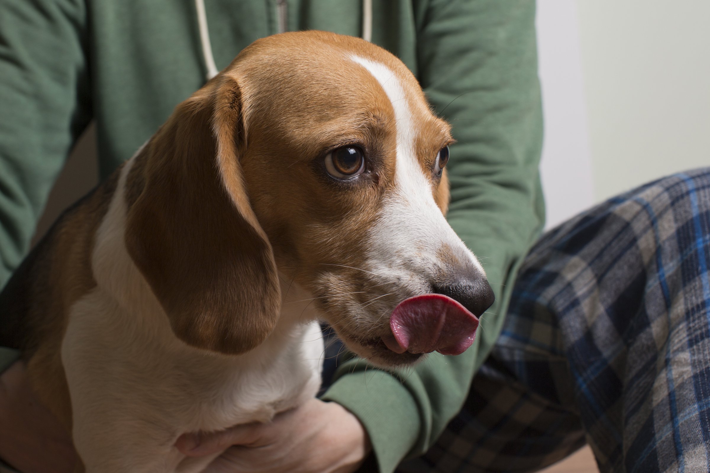 beagle szájnyalás nyelv