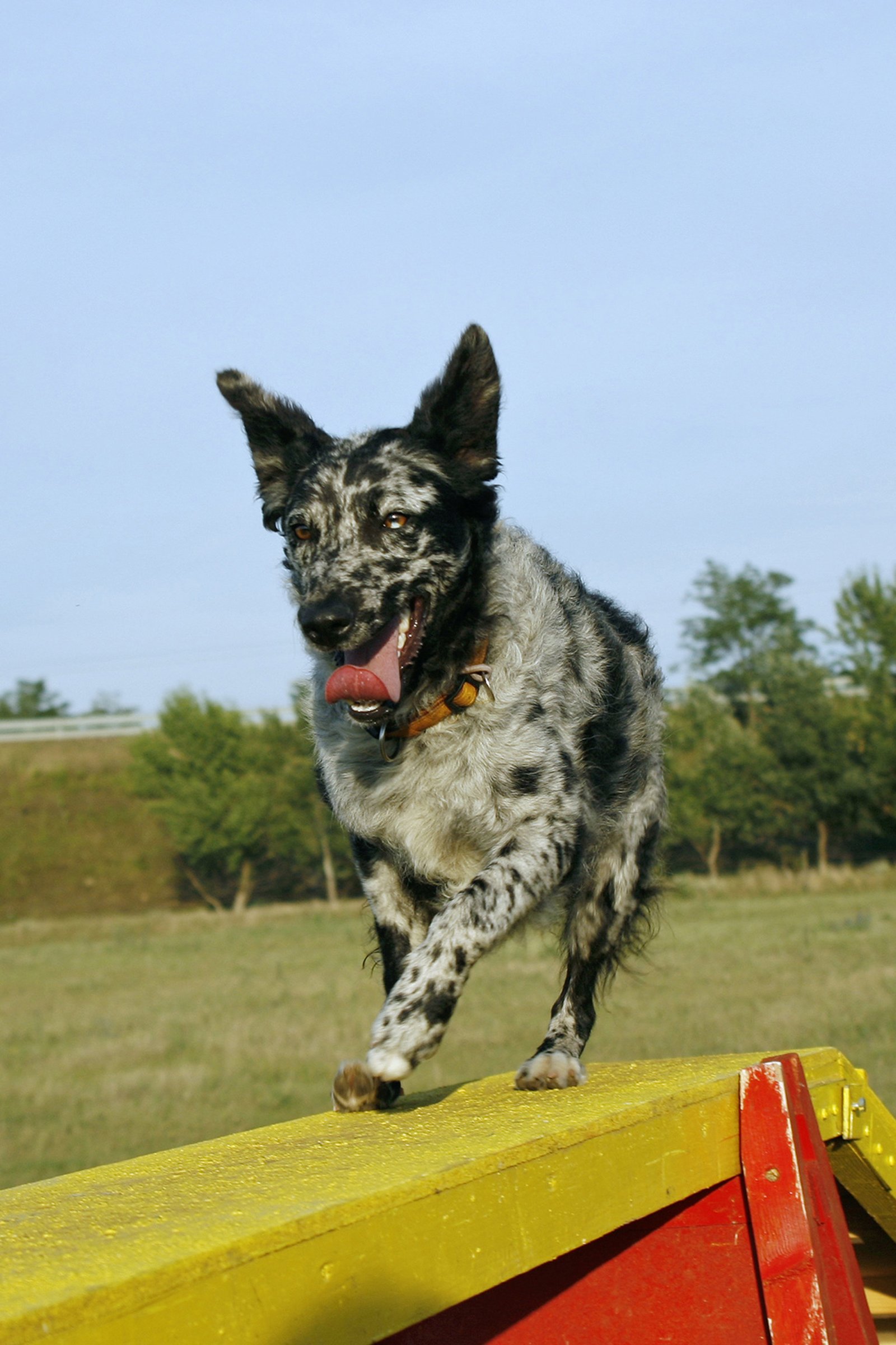 mudi agility