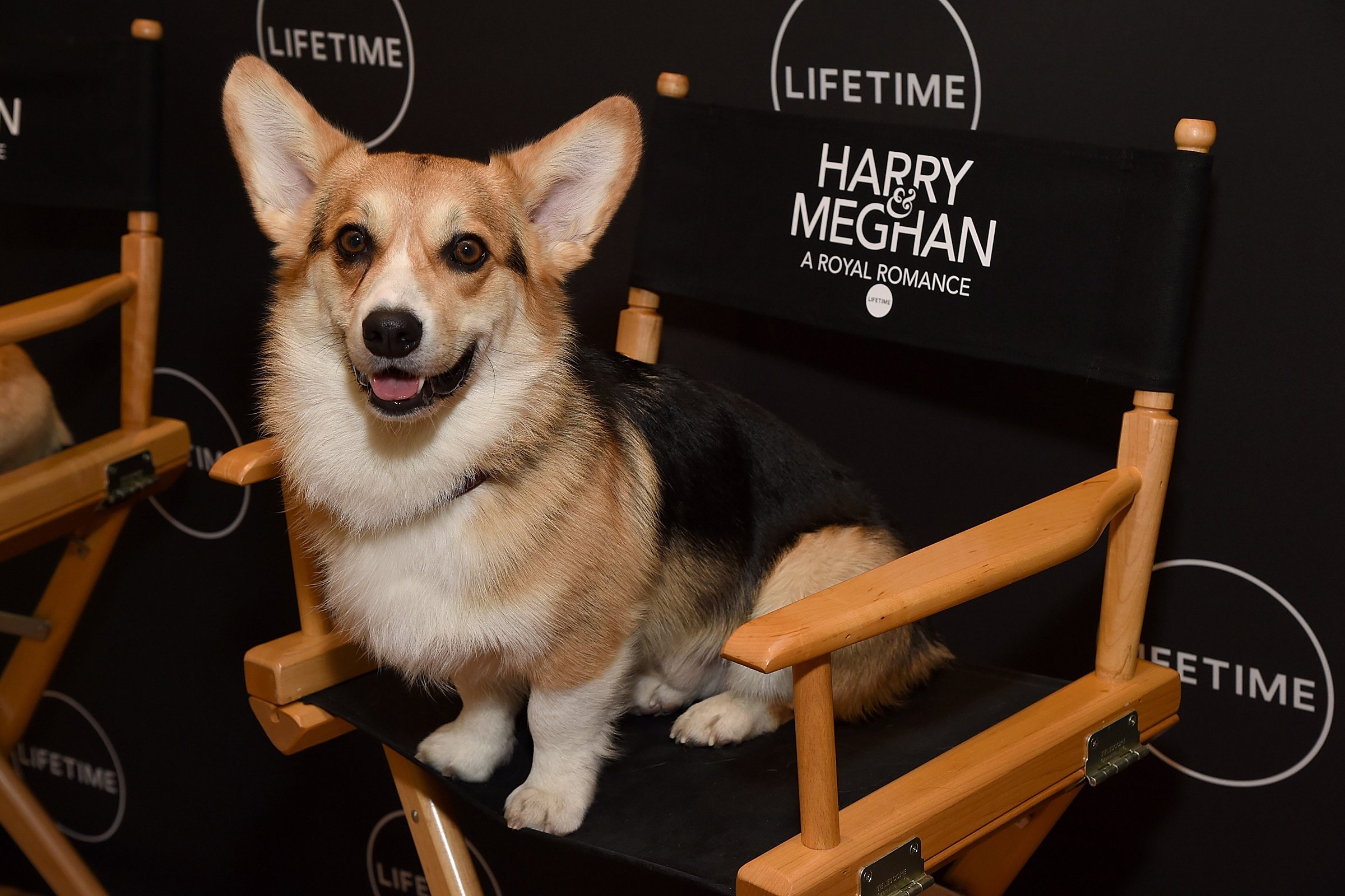 corgi film premier sztár híresség