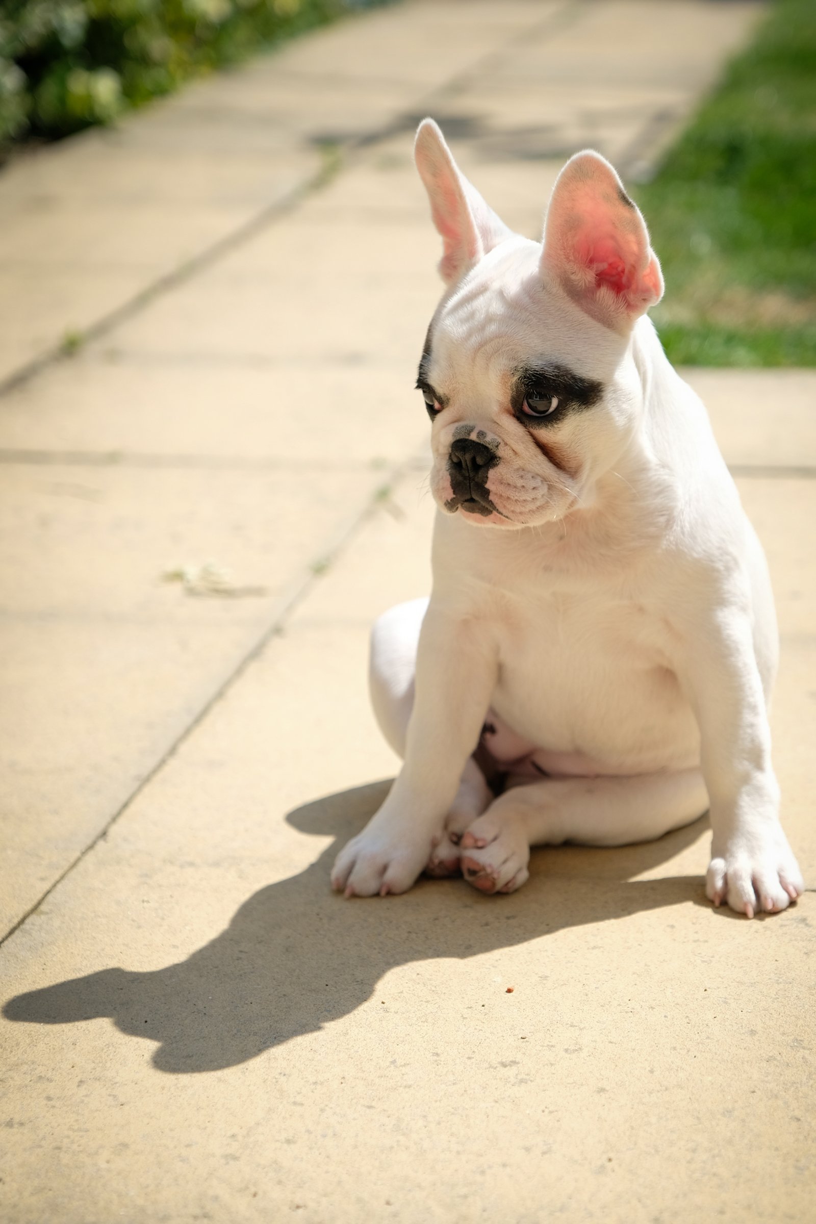 francia bulldog kölyök ül