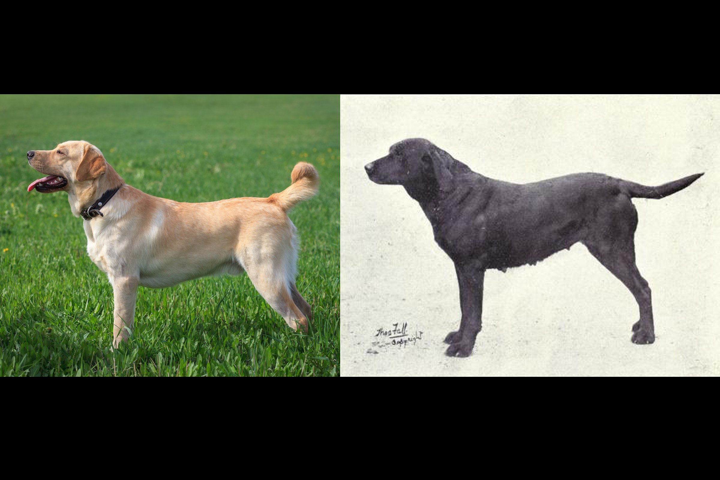 labrador-régen