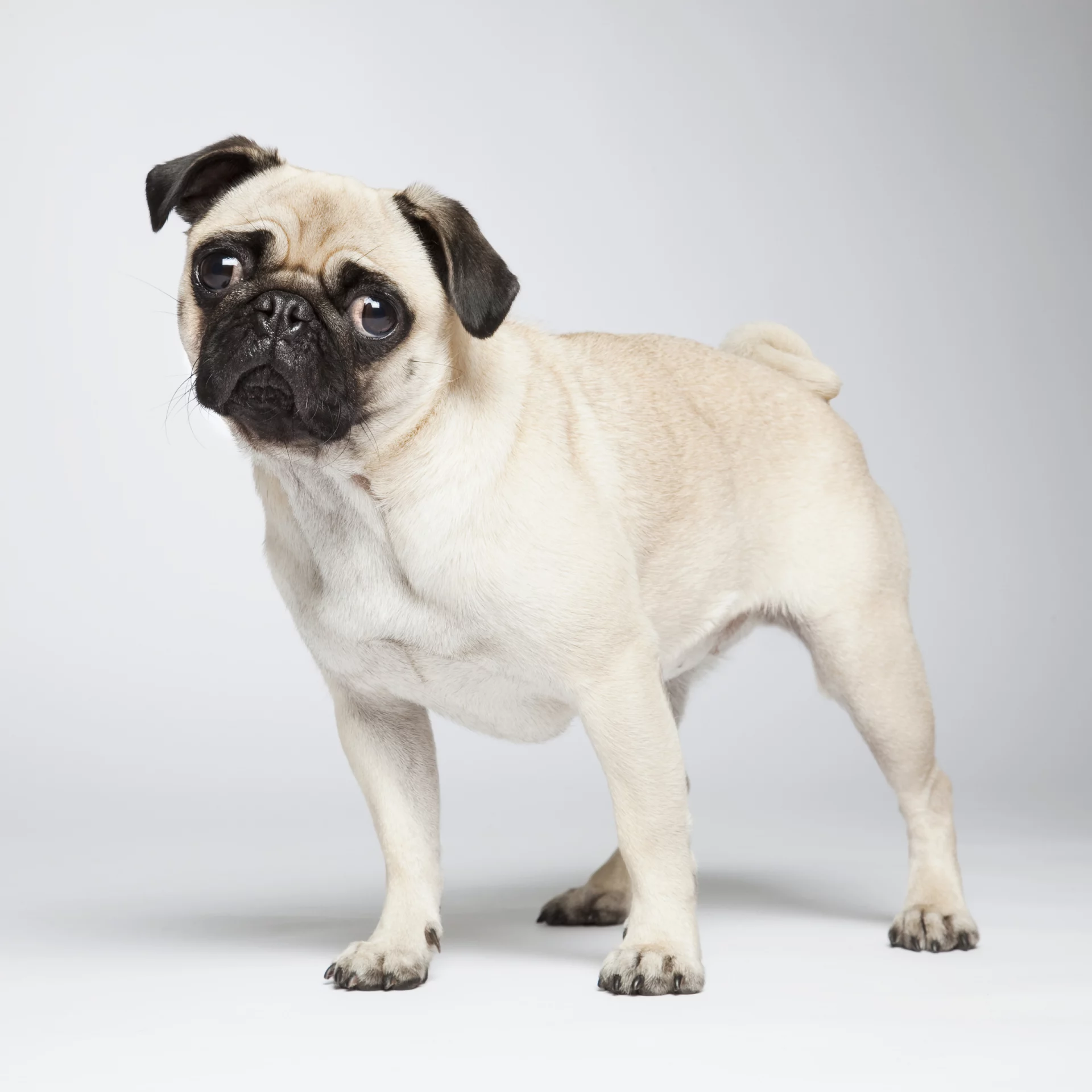 2020_10_mopsz-kocka-scaled.webp