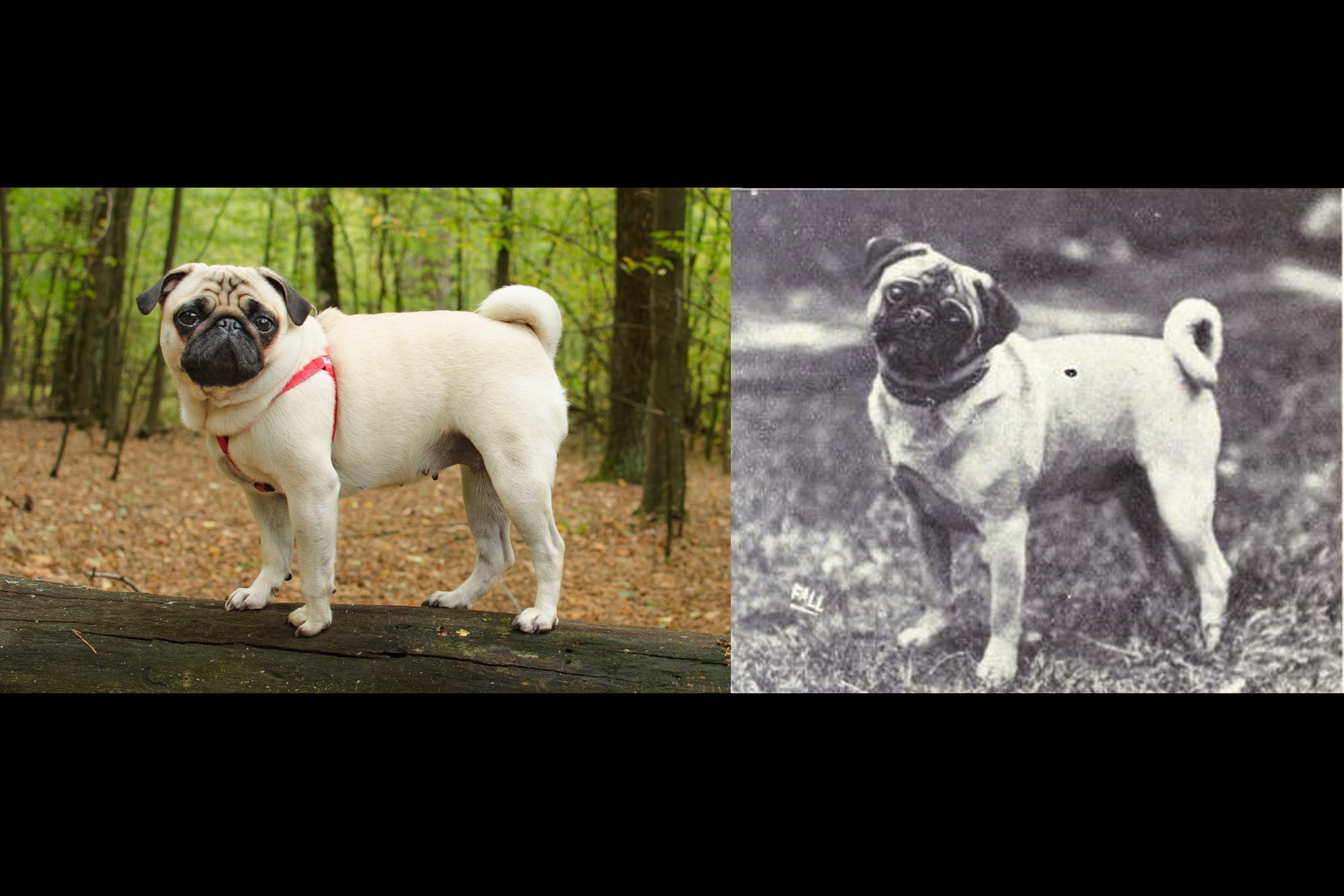 mopsz régen