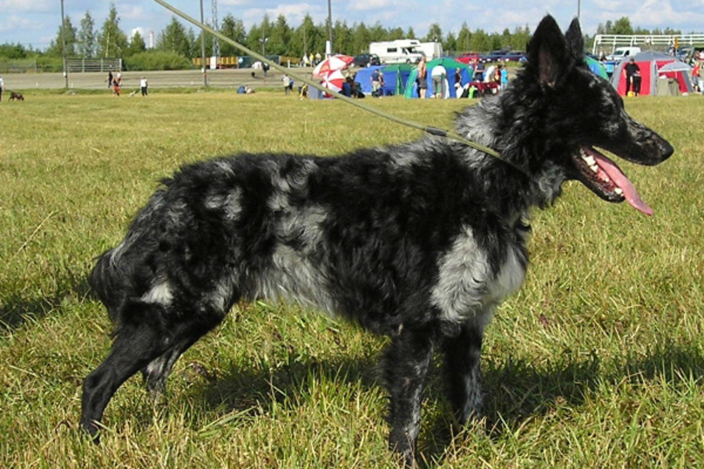 merle mudi