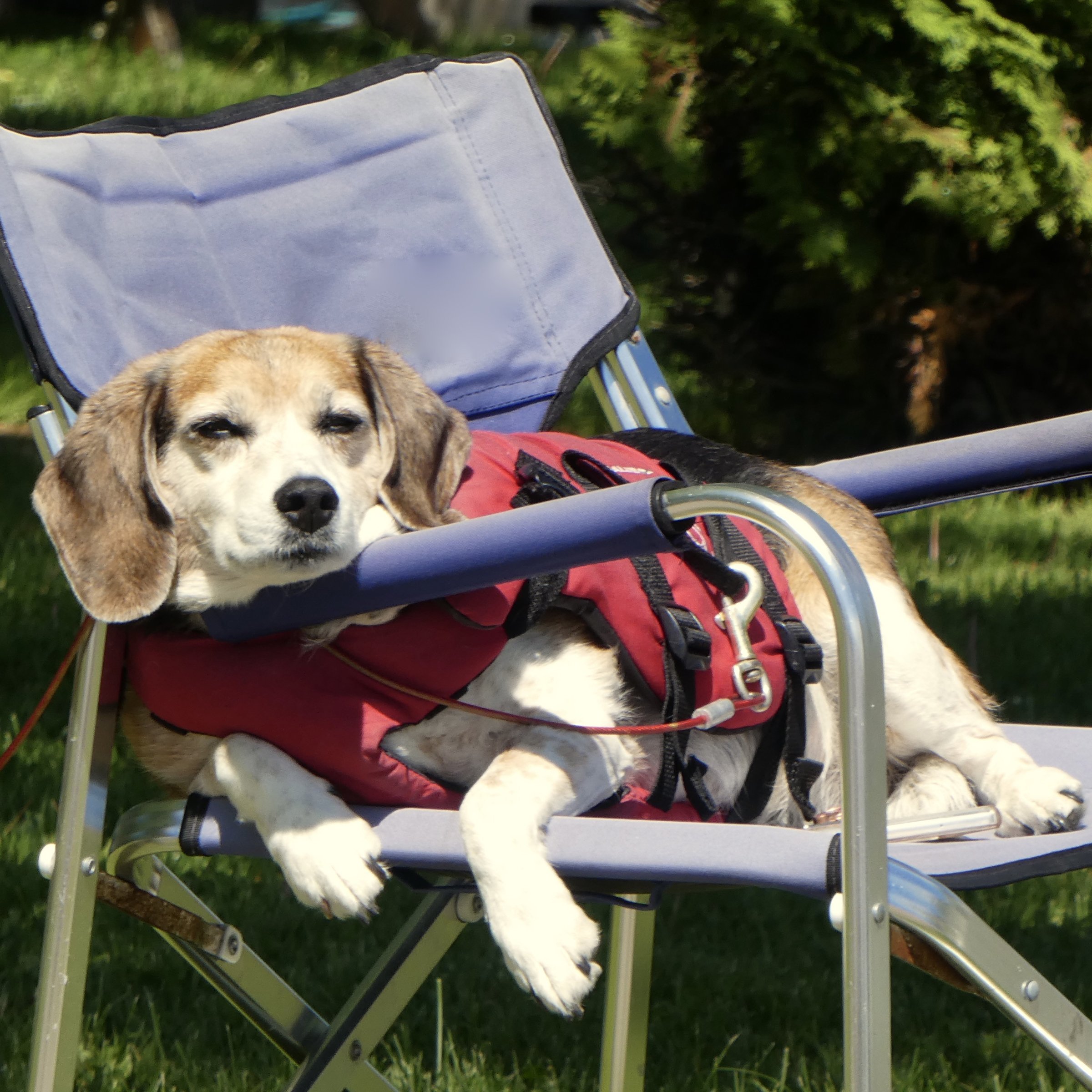 Charlie's Chair