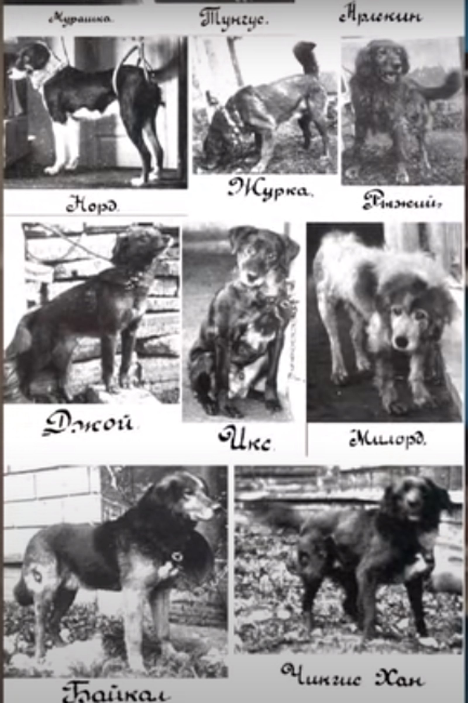 pavlov 3