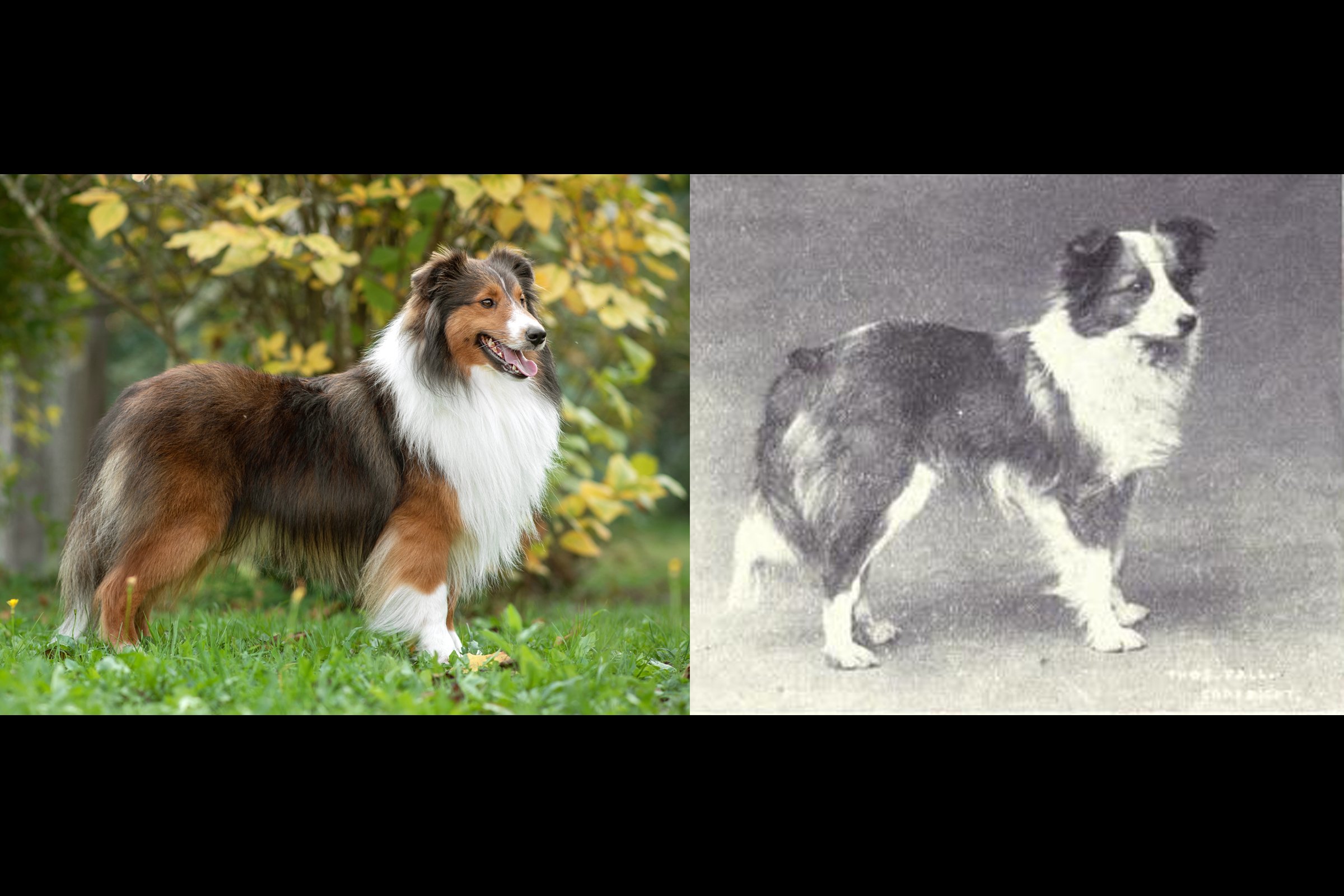 sheltie-régen