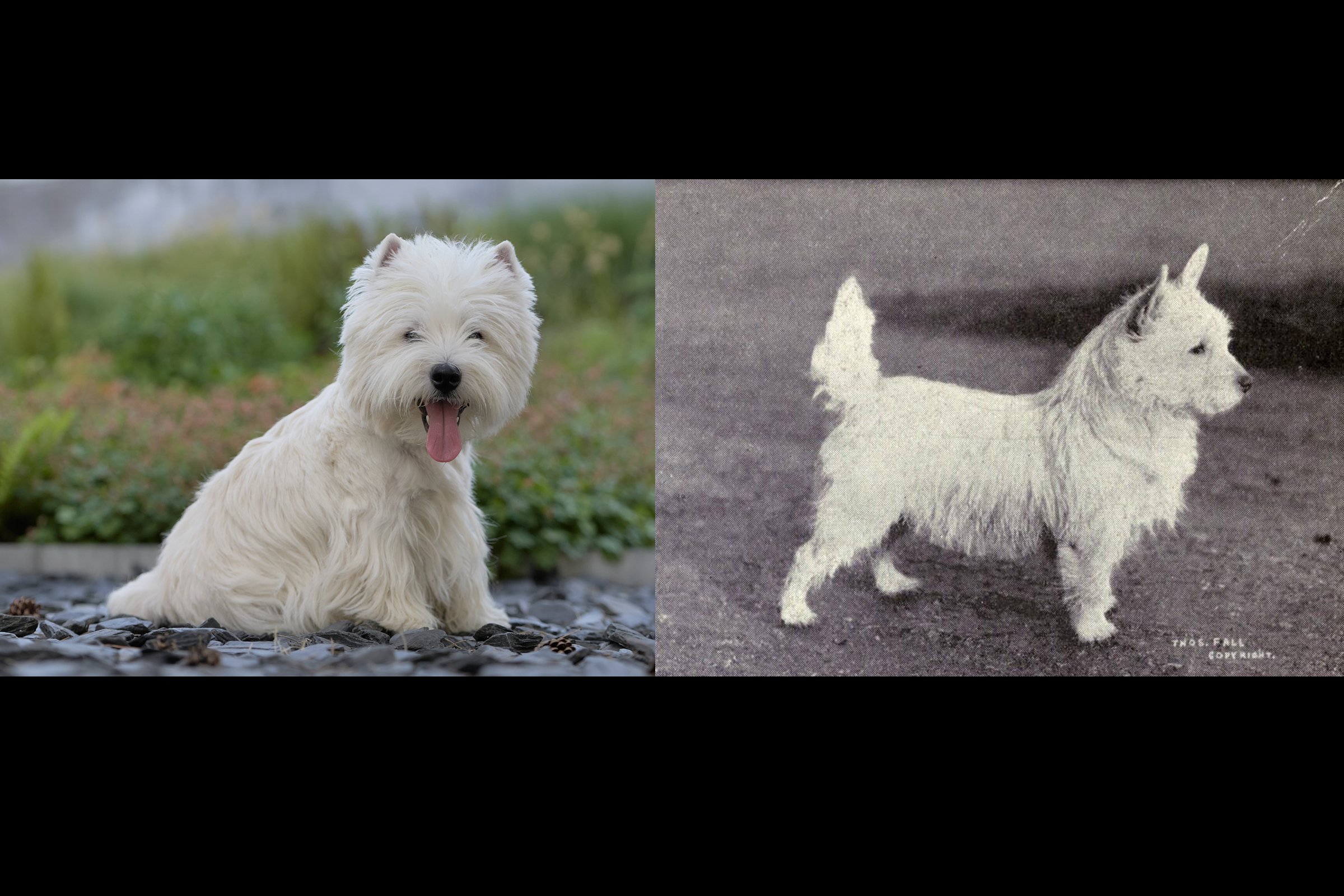 westie-régen