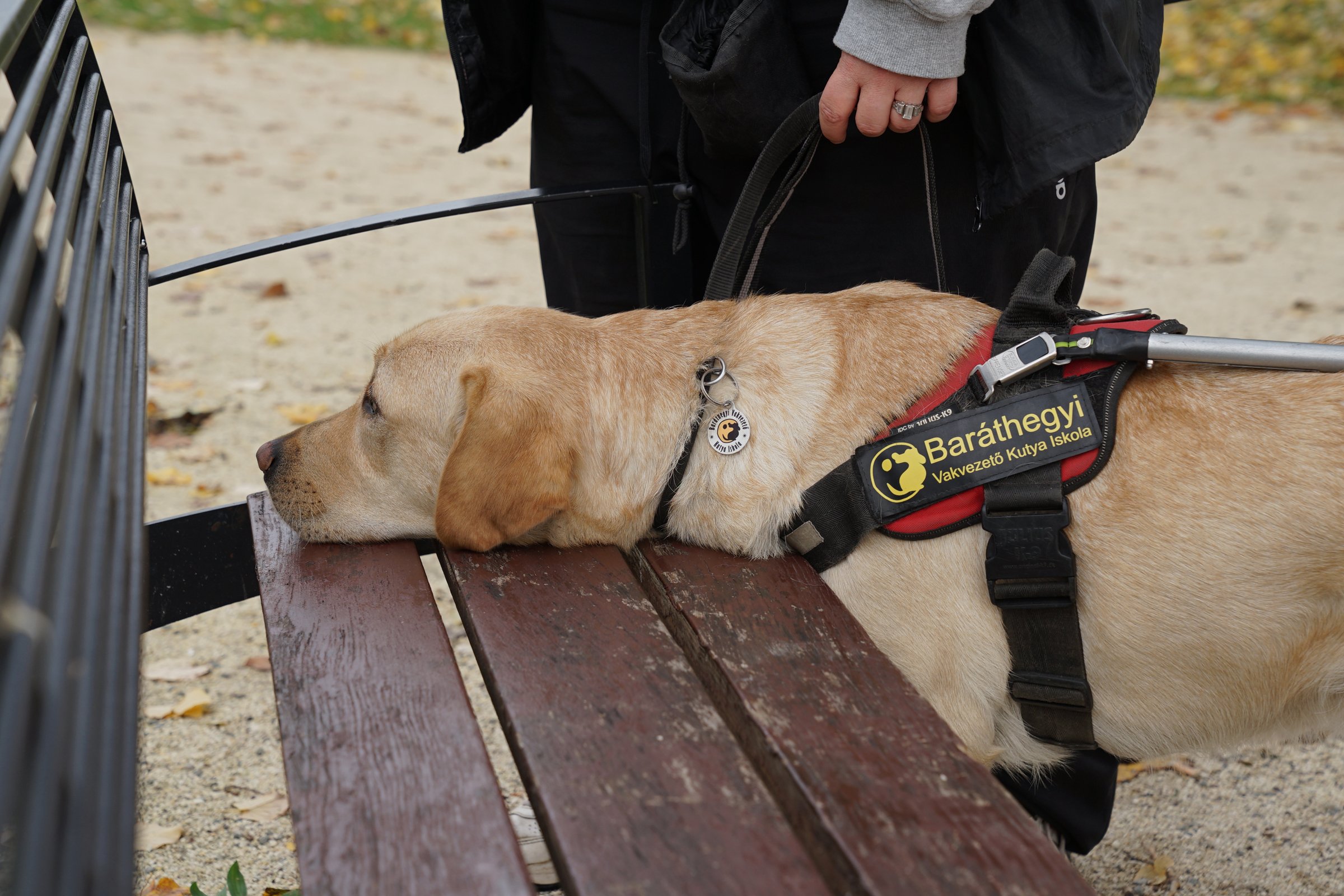 vakvezető kutya labrador helyjelzés