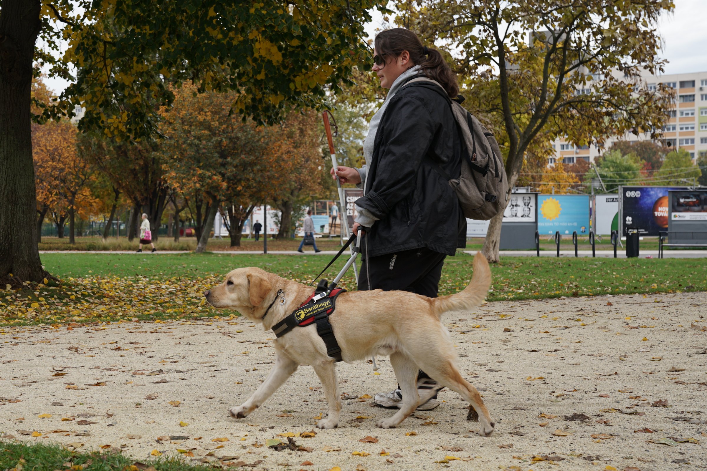 vakvezető kutya labrador