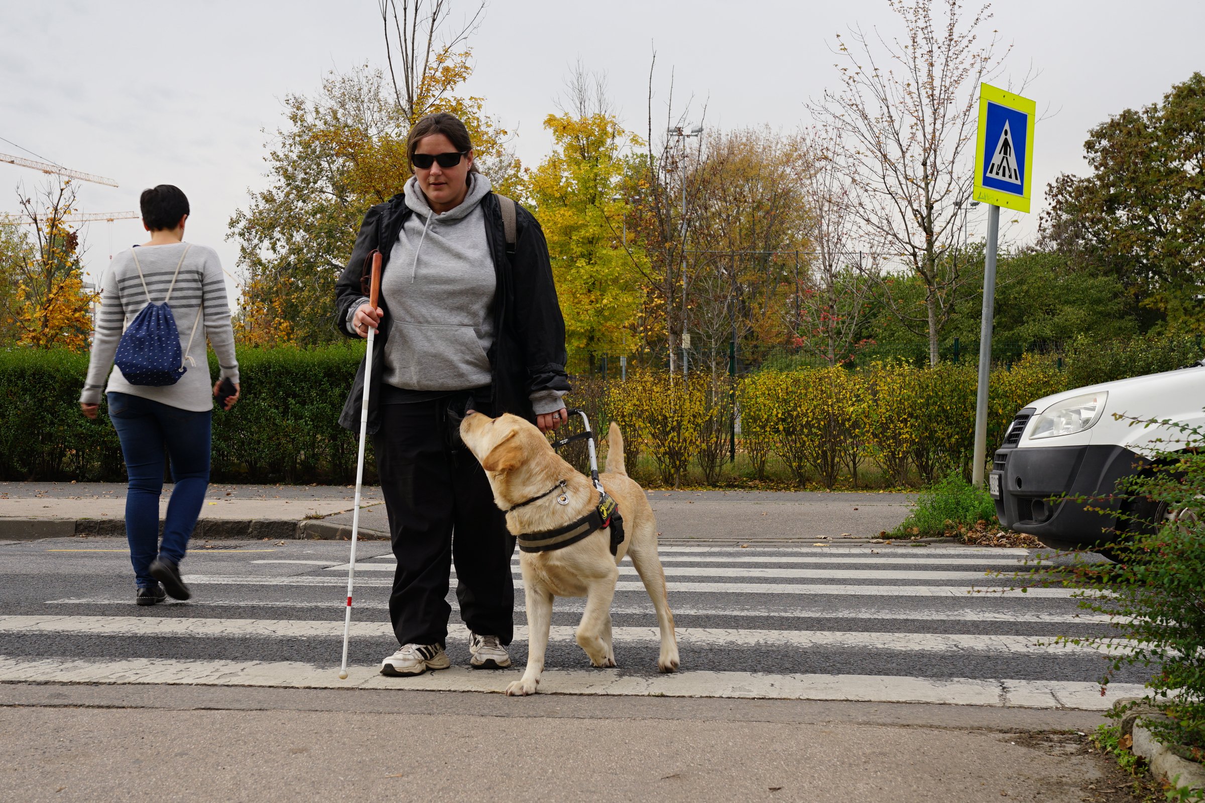 vakvezető kutya labrador retriever padka jelzése