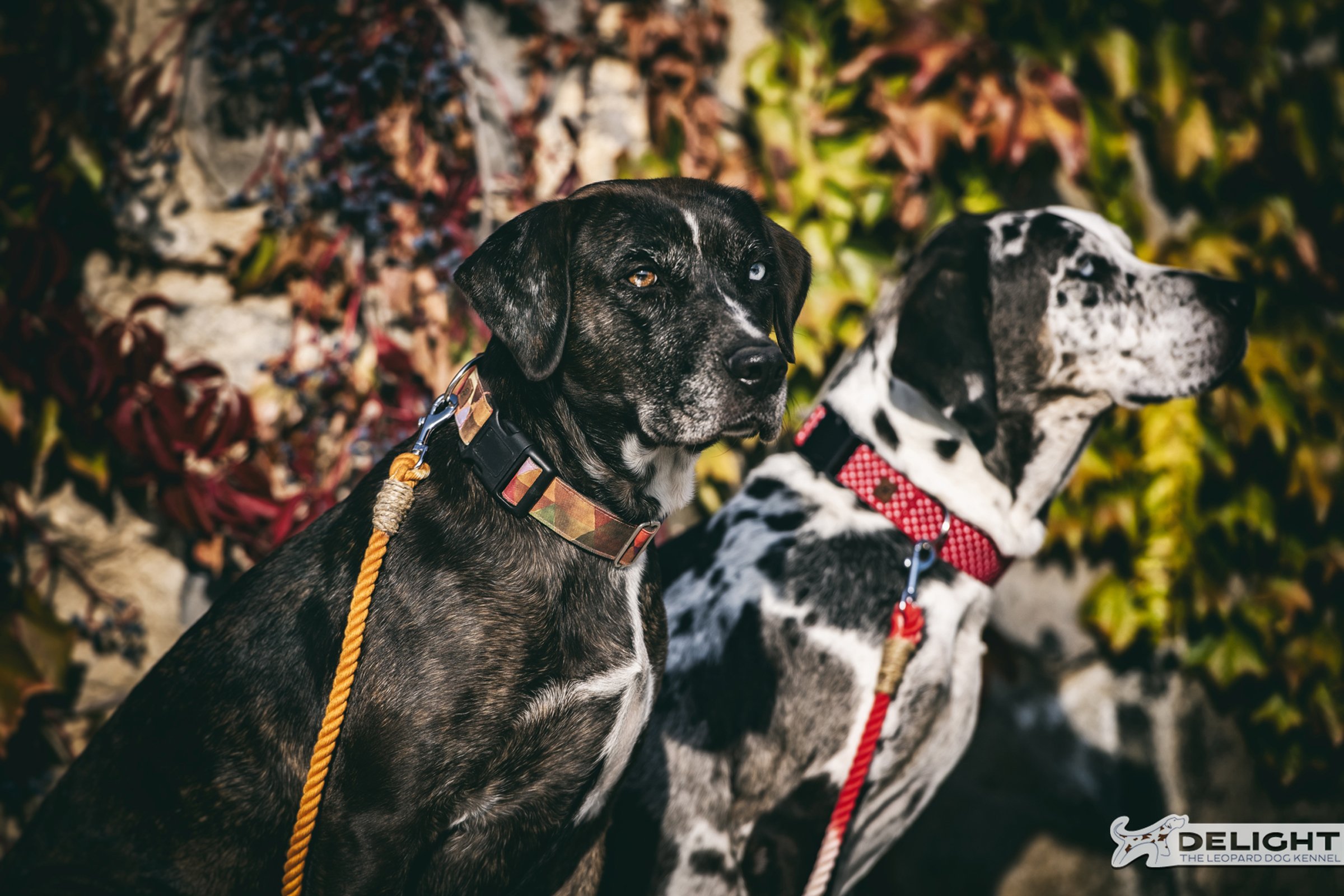 Leopárdkutyák Delight Catahoula