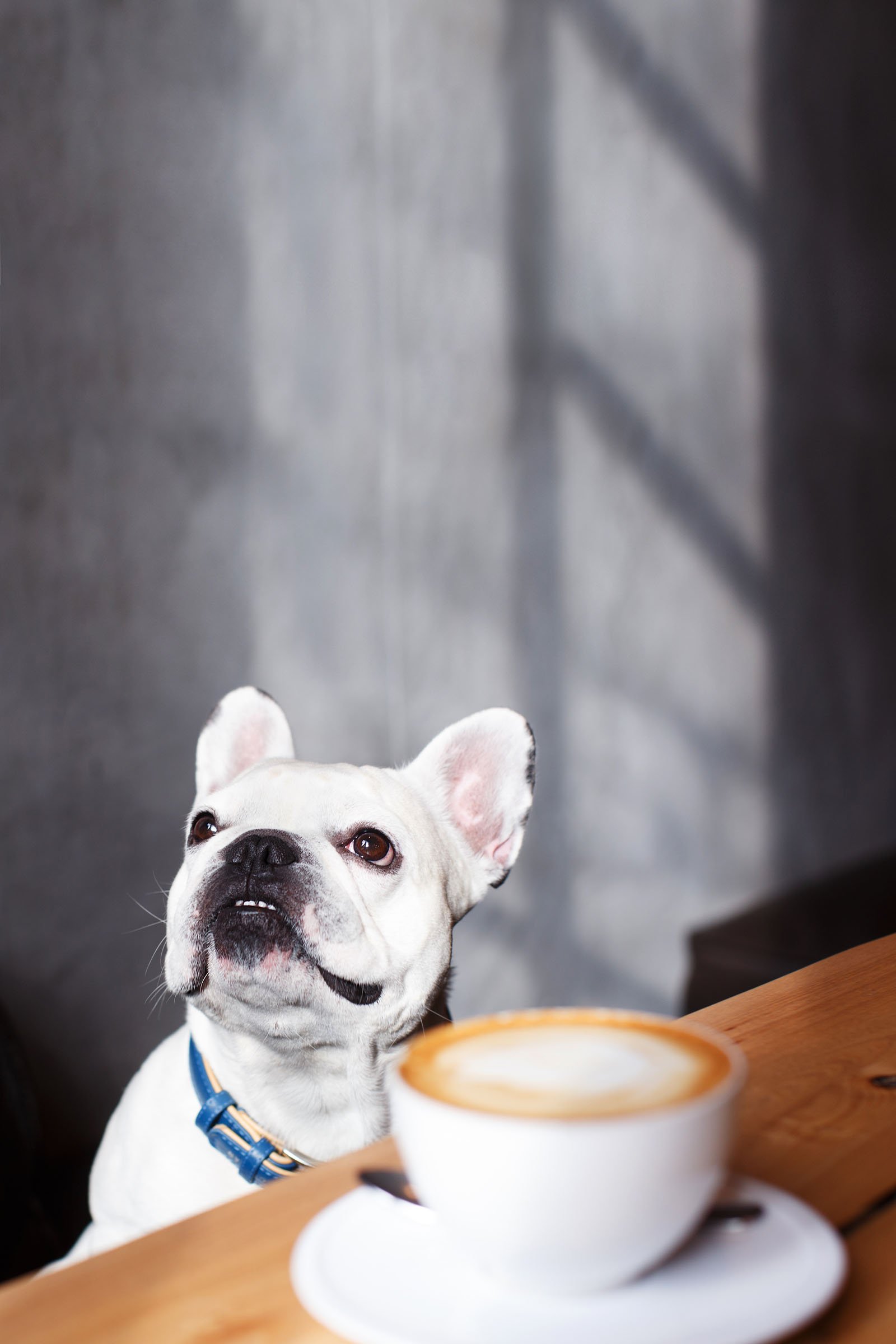 francia bulldog kávé