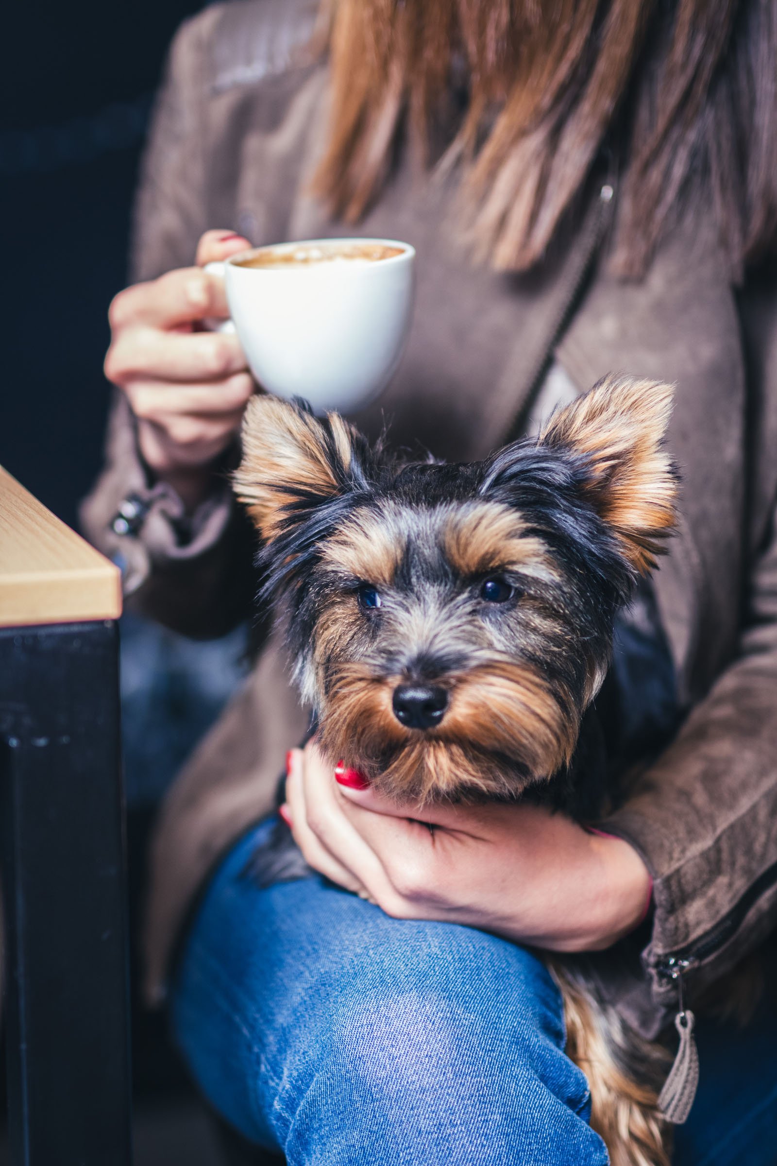gazdi kávé yorkie