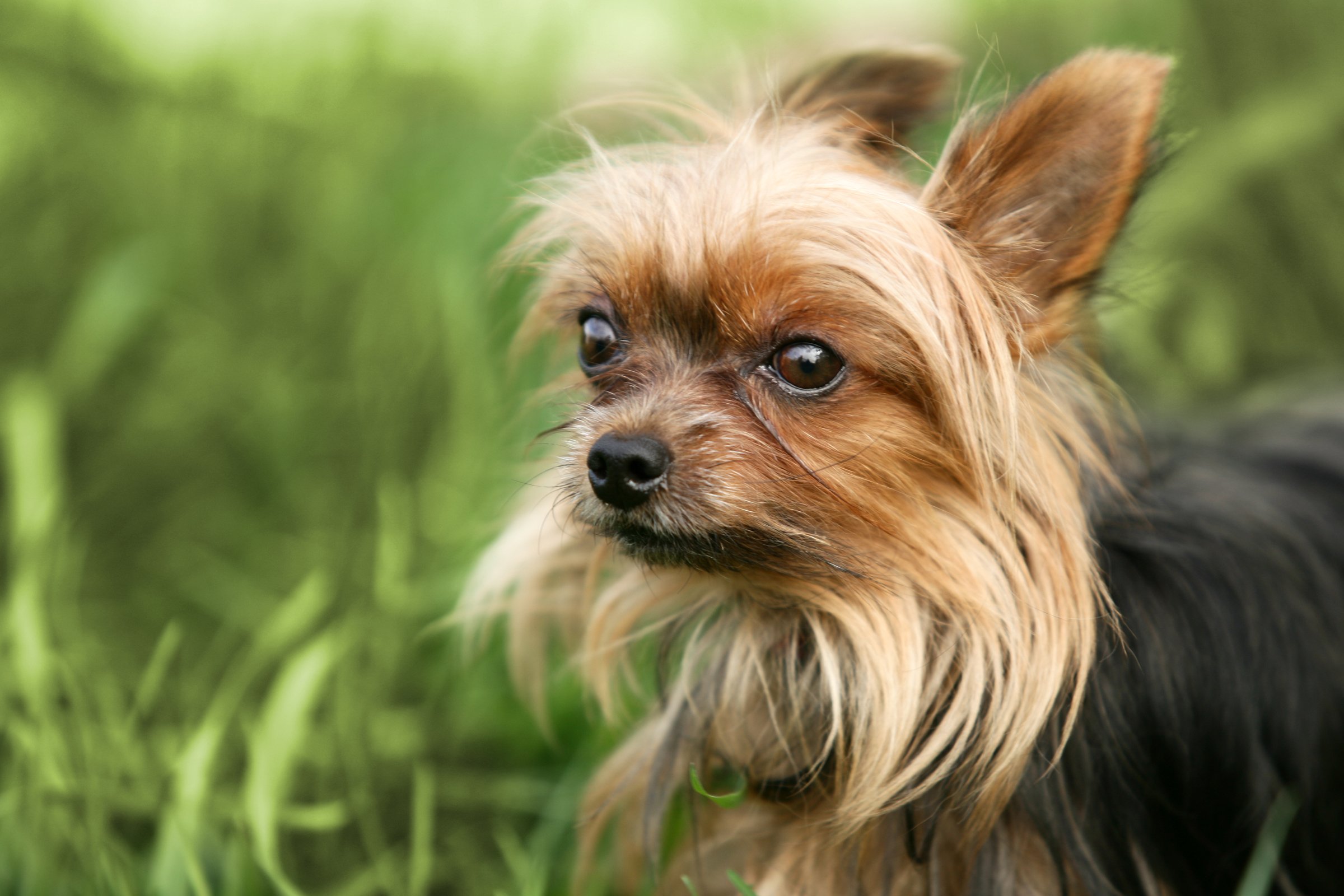 yorkshire terrier csivava