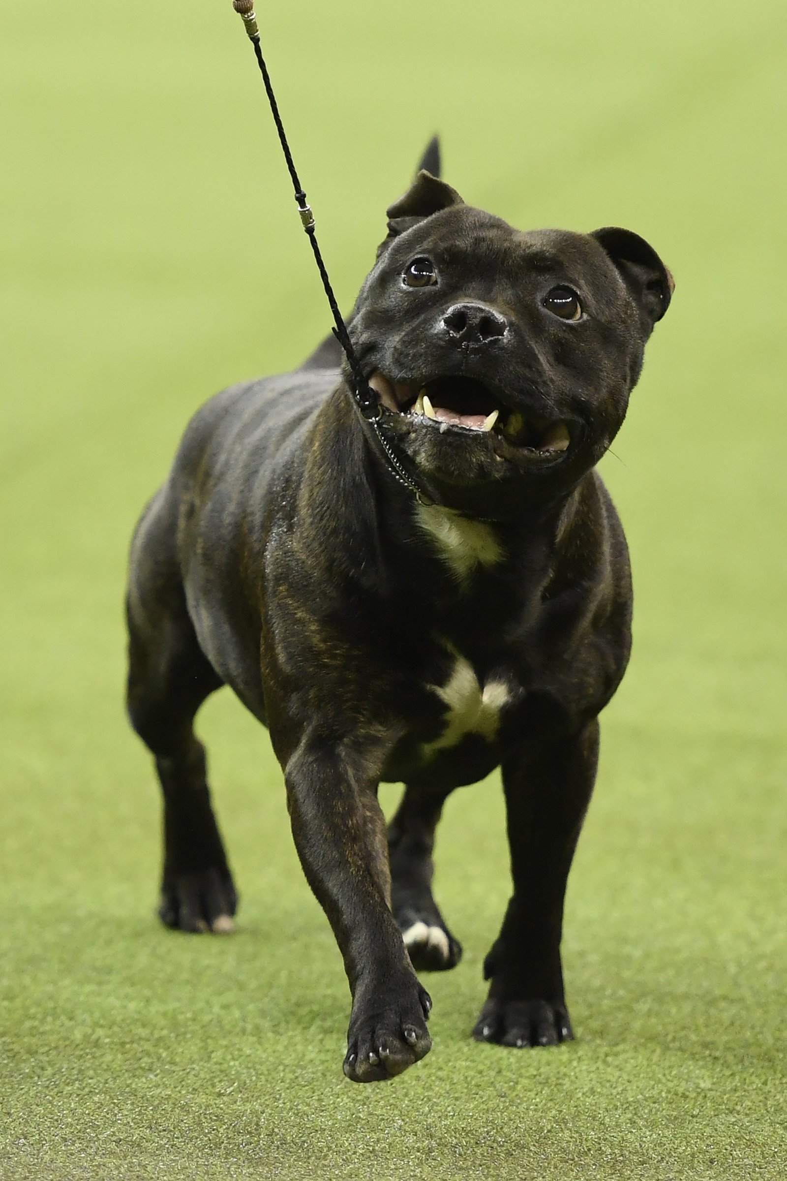 staffordshire bullterrier kiállítás