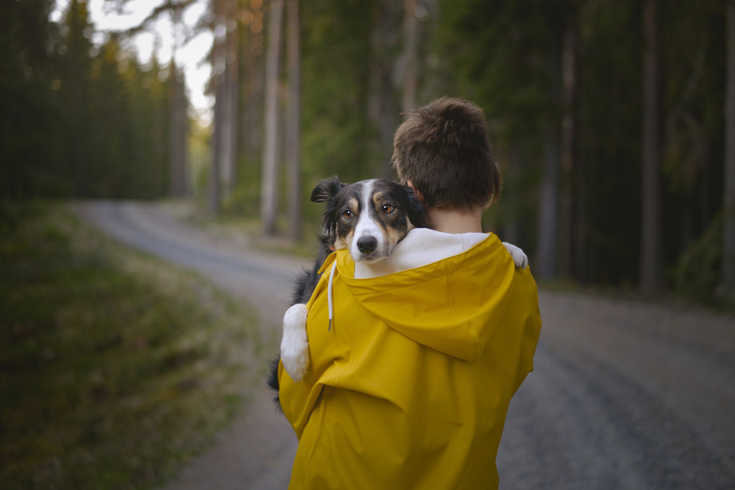 border collie ölelés kisfiú