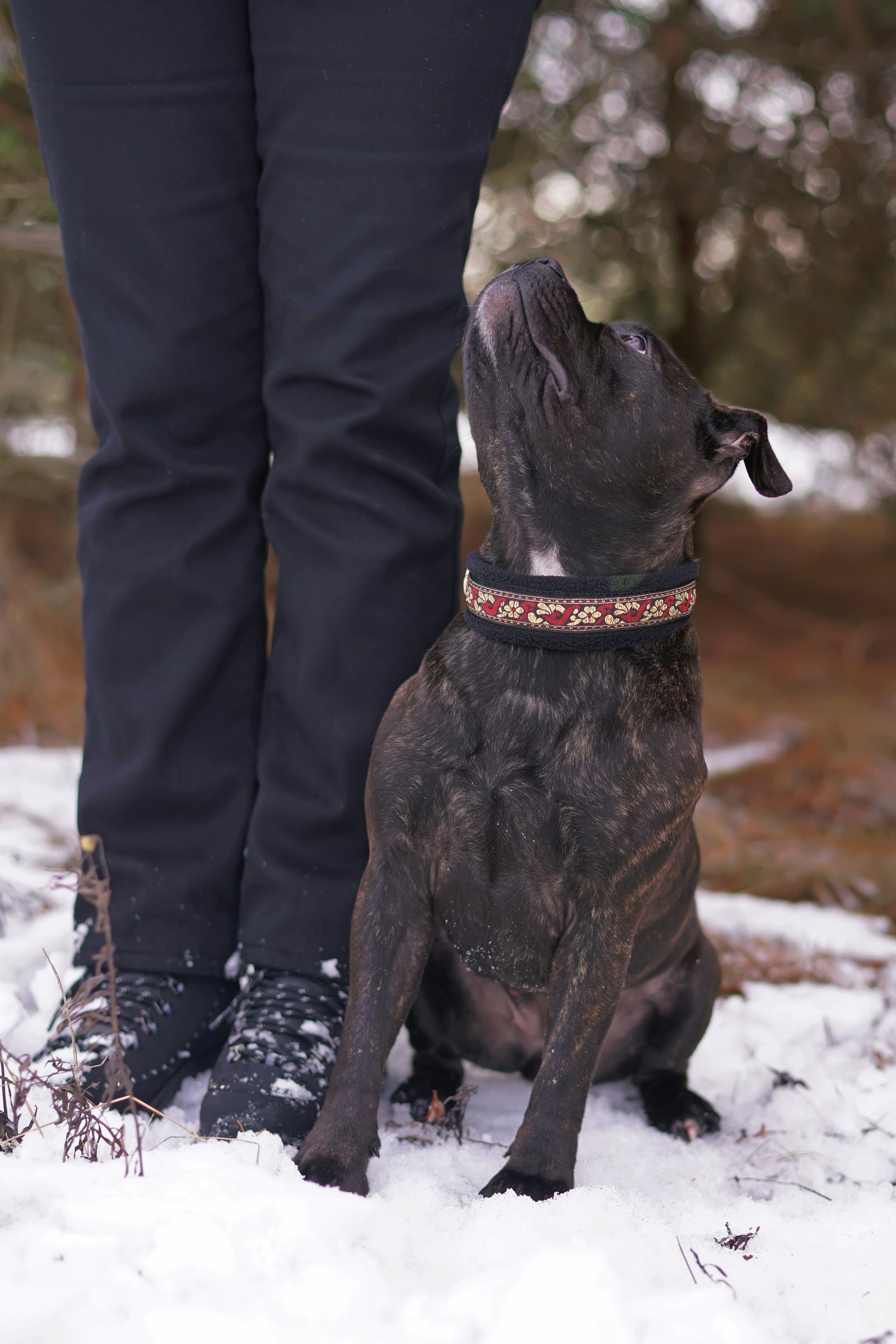 Staffordshire Bullterrier gazda