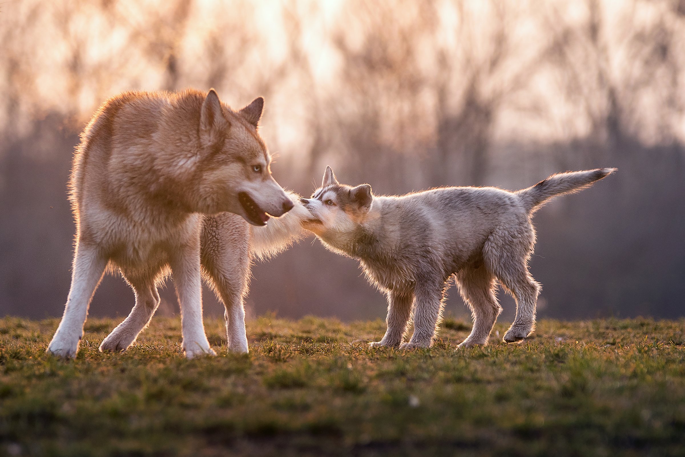 husky farok verekedés kölyök