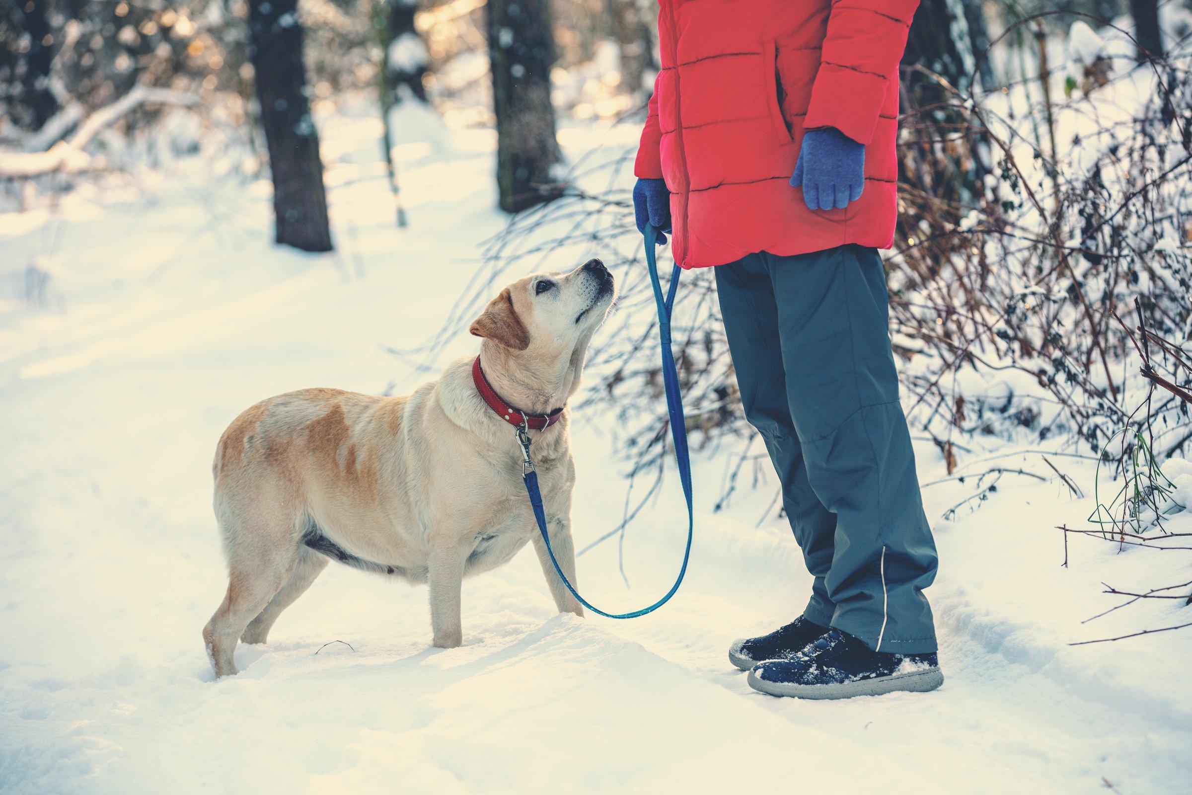 labrador tél hideg séta természet