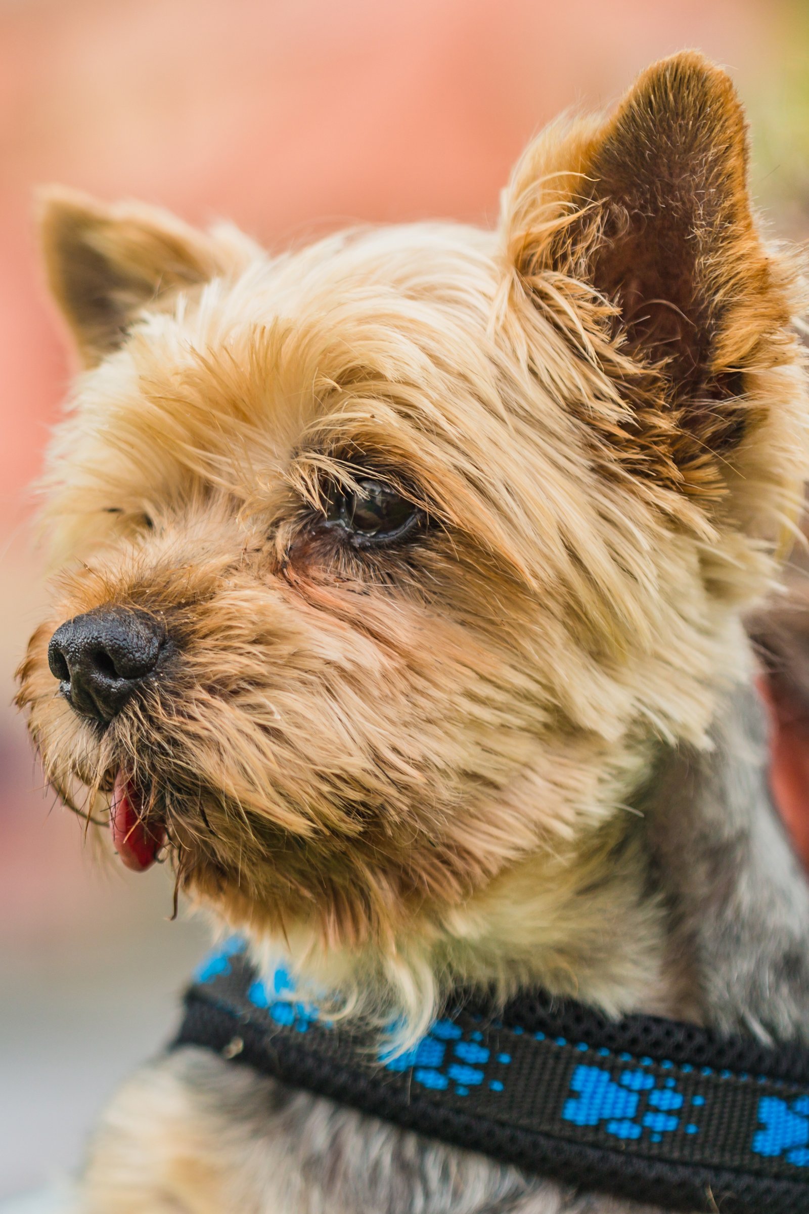 Yorkshire terrier öreg
