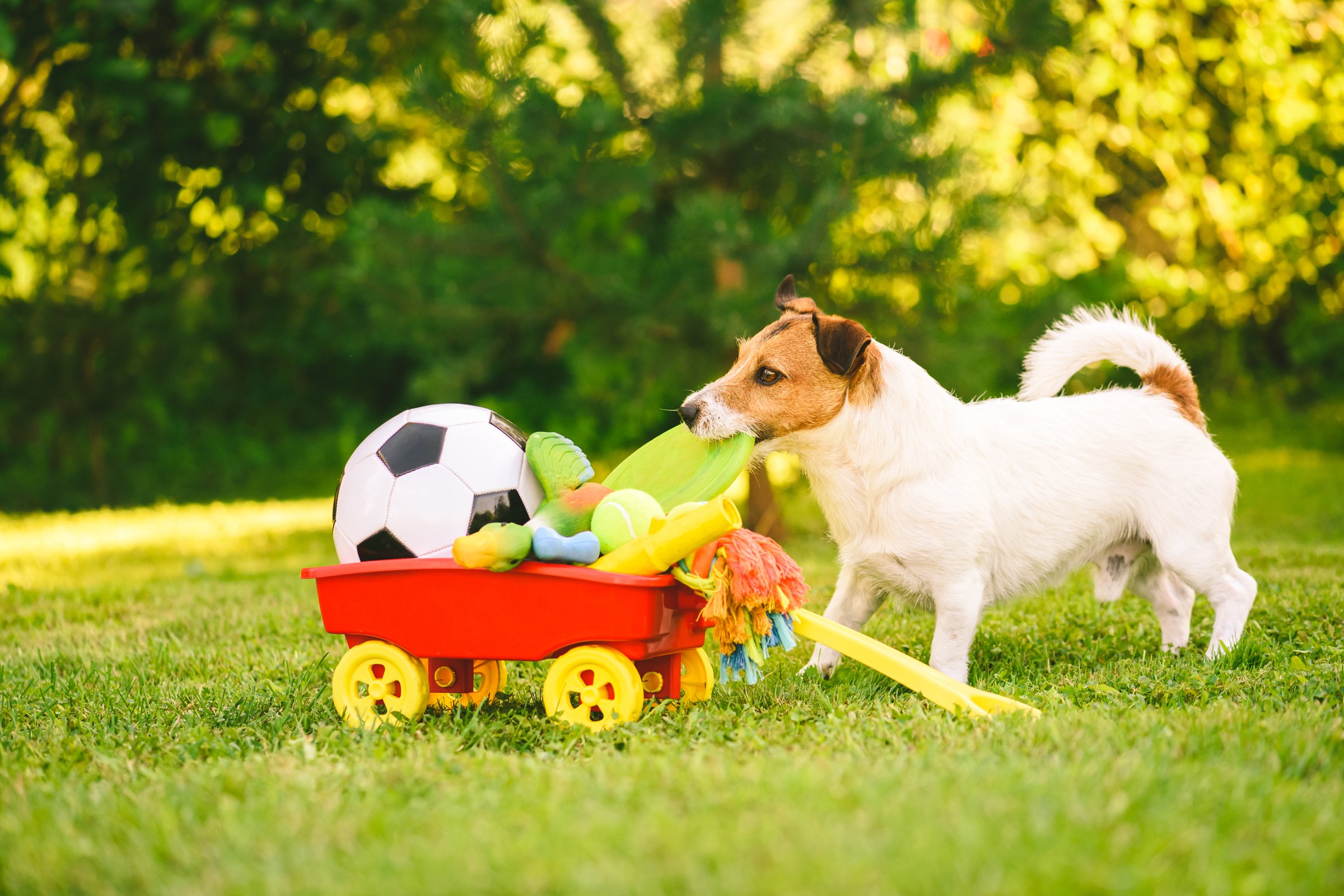 jack russell terrier játékok