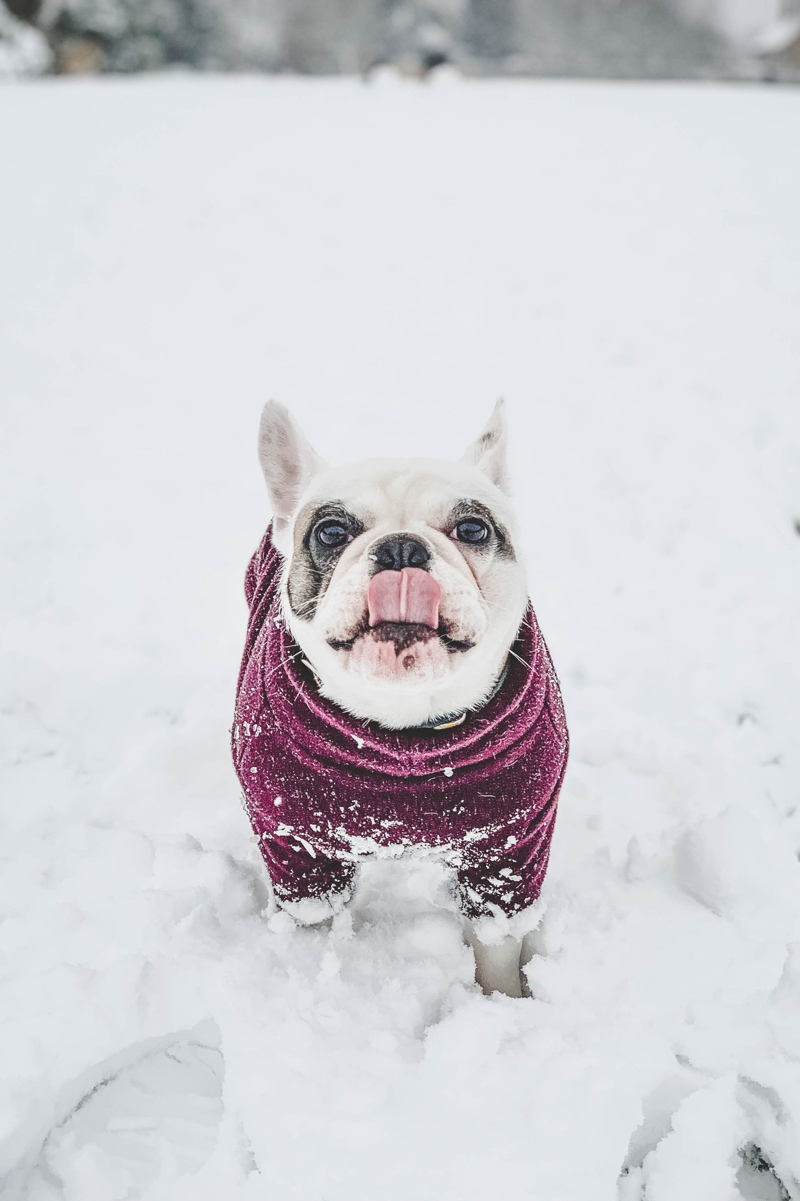 Francia bulldog ruha hó