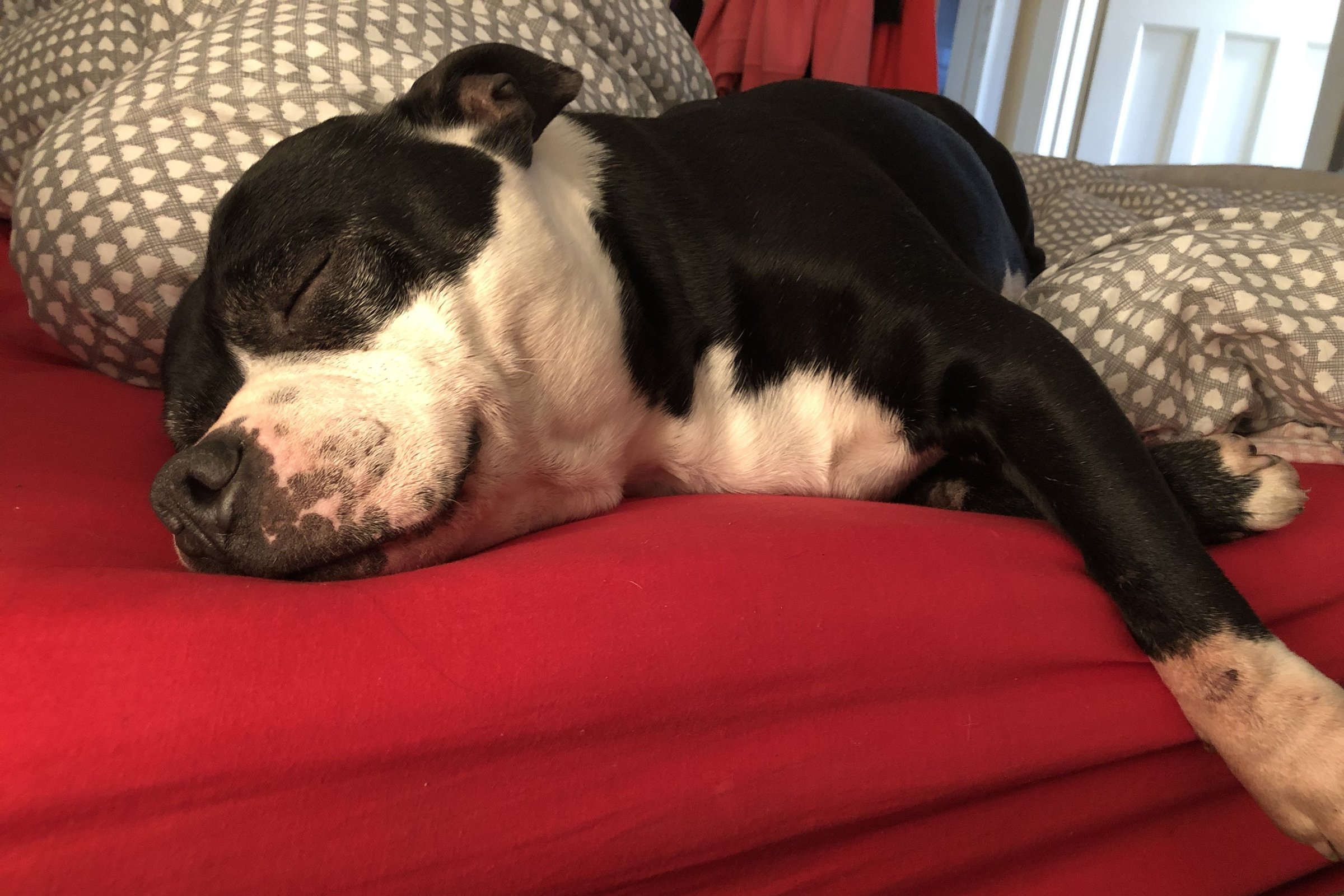 Staffordshire Bullterrier