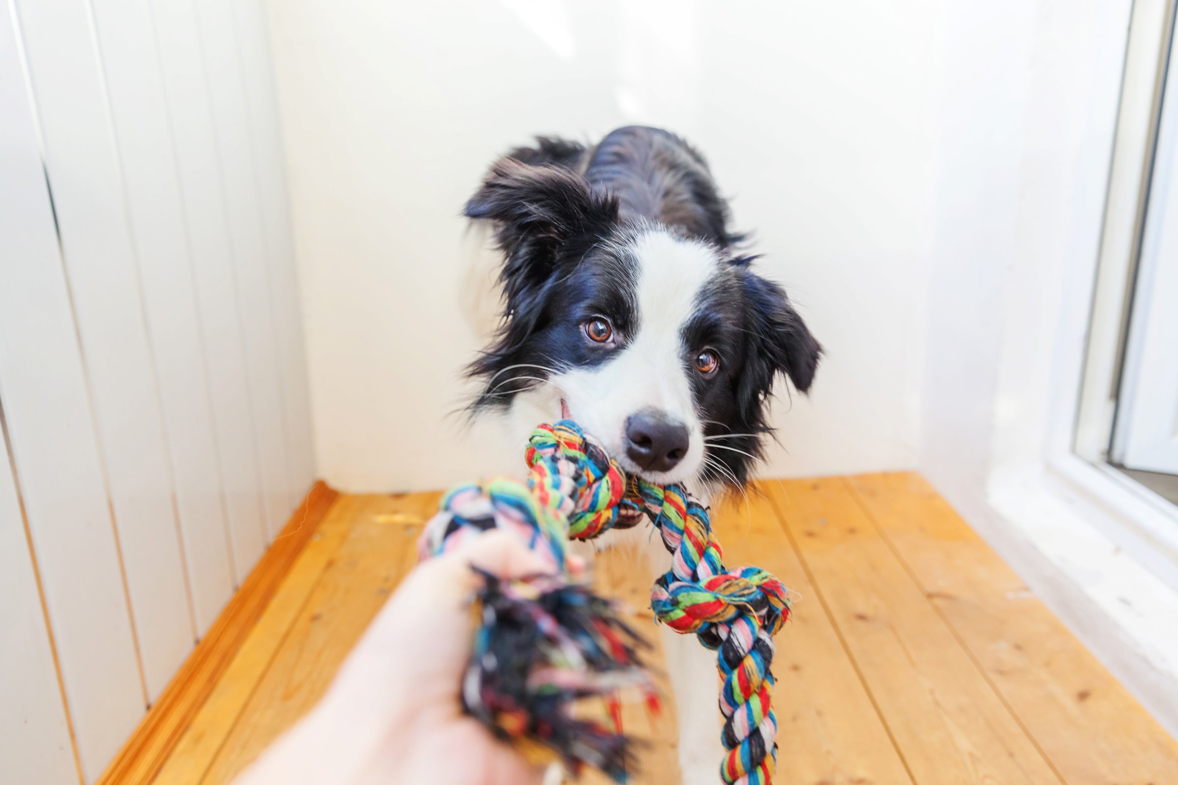 border collie játék