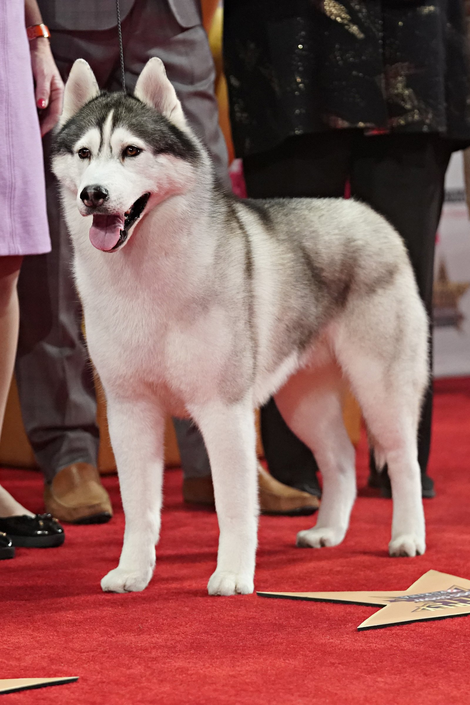 husky dog show