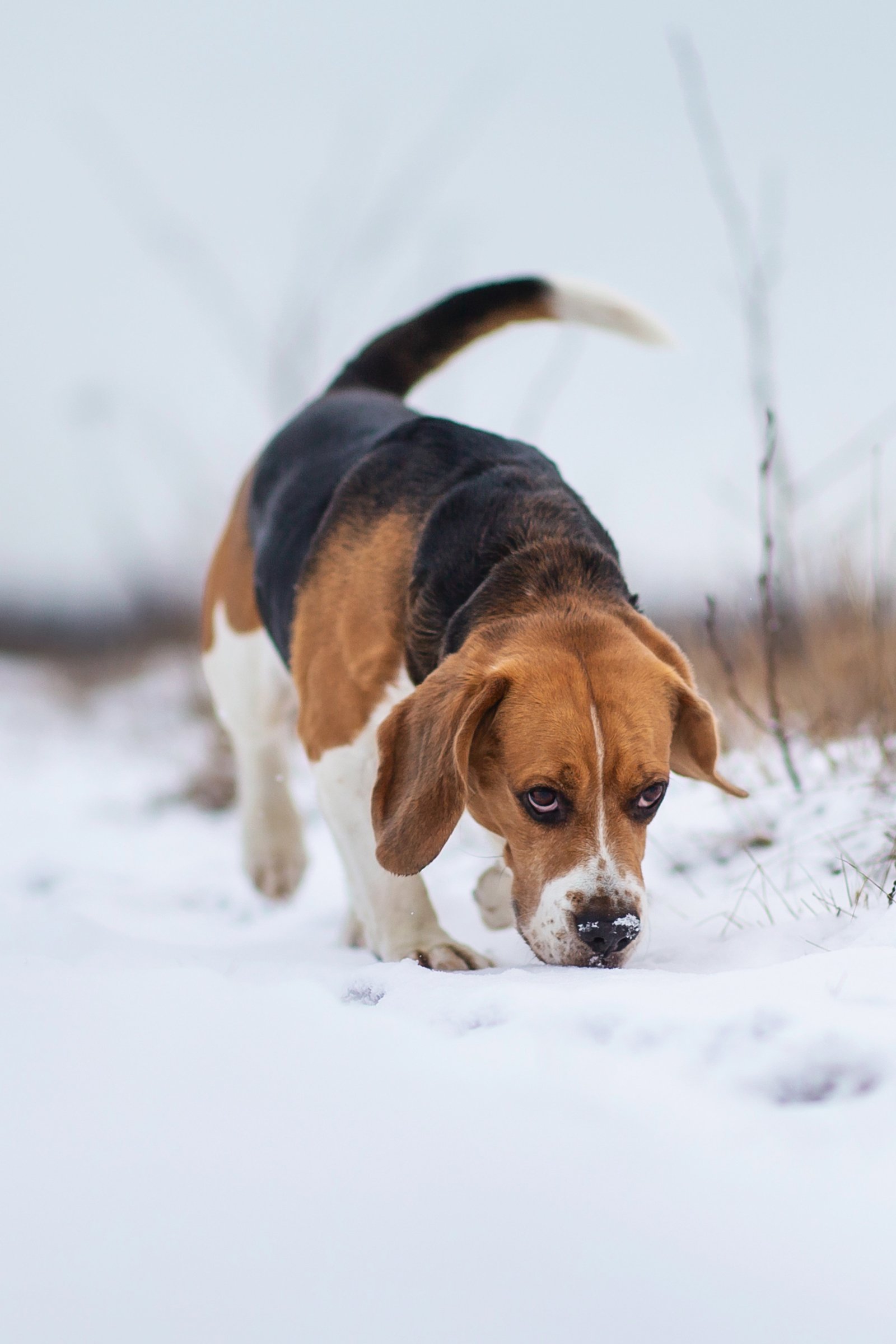 beagle szimatol a hóban