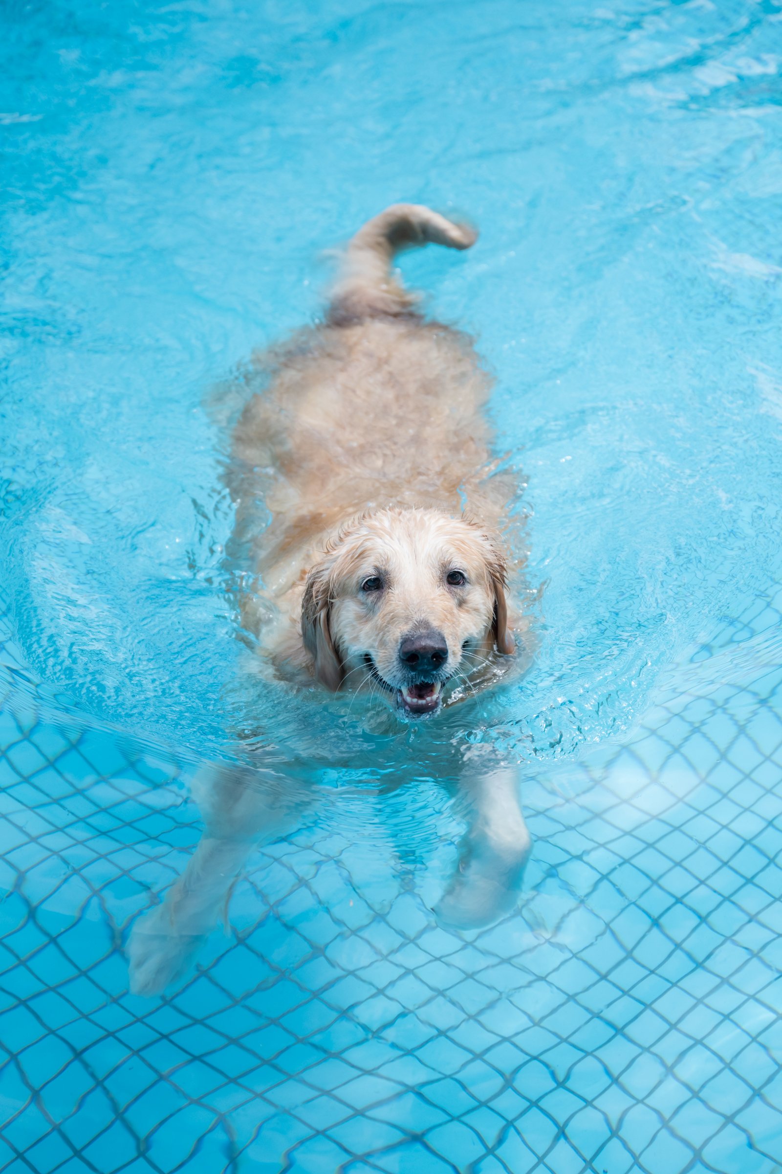Golden Retriever úszik idős öreg kutyaúszás nyár