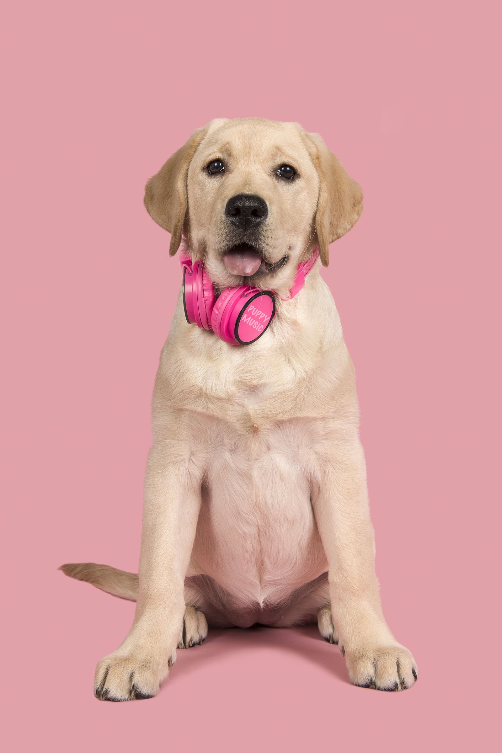 labrador zenét hallgat hallás