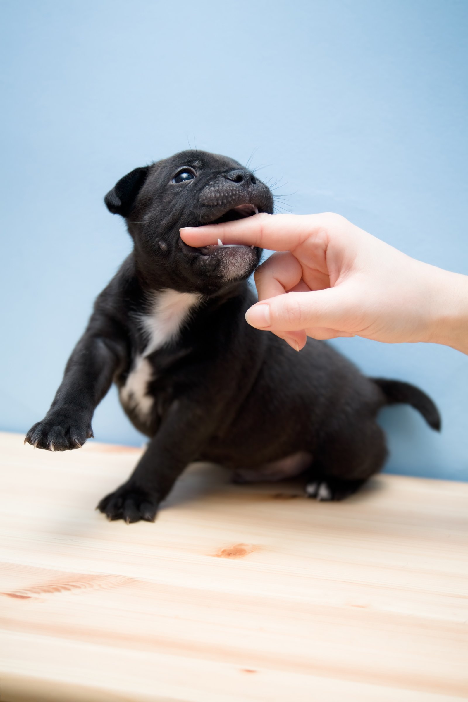 Staffordshire Bull Terrier kölyök