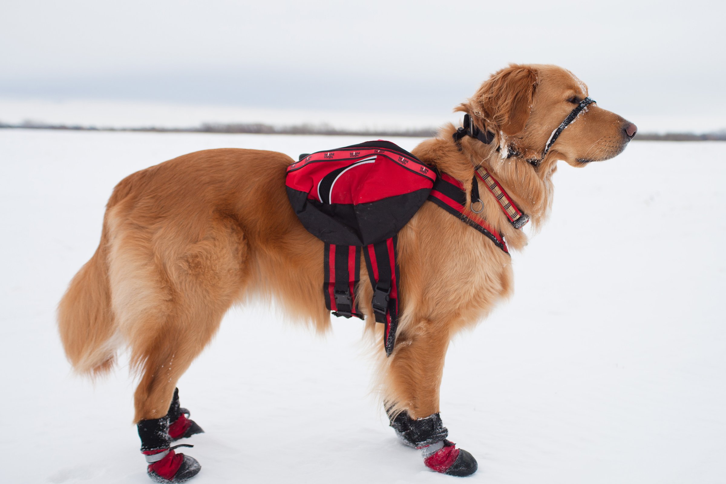 golden retriever kutyacipő tél természet