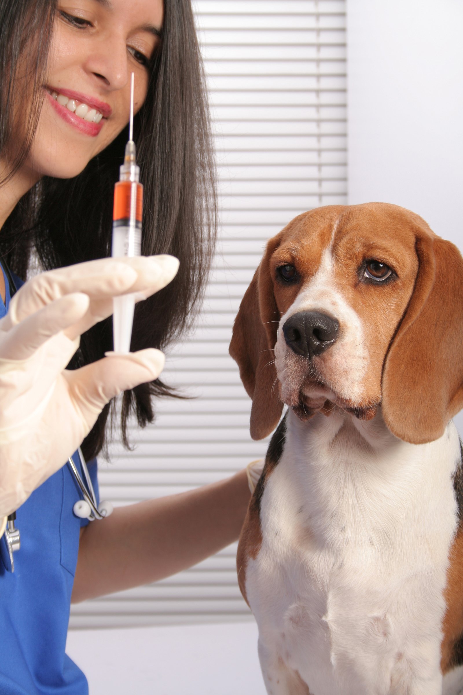 kutya oltás orvos beagle betegség